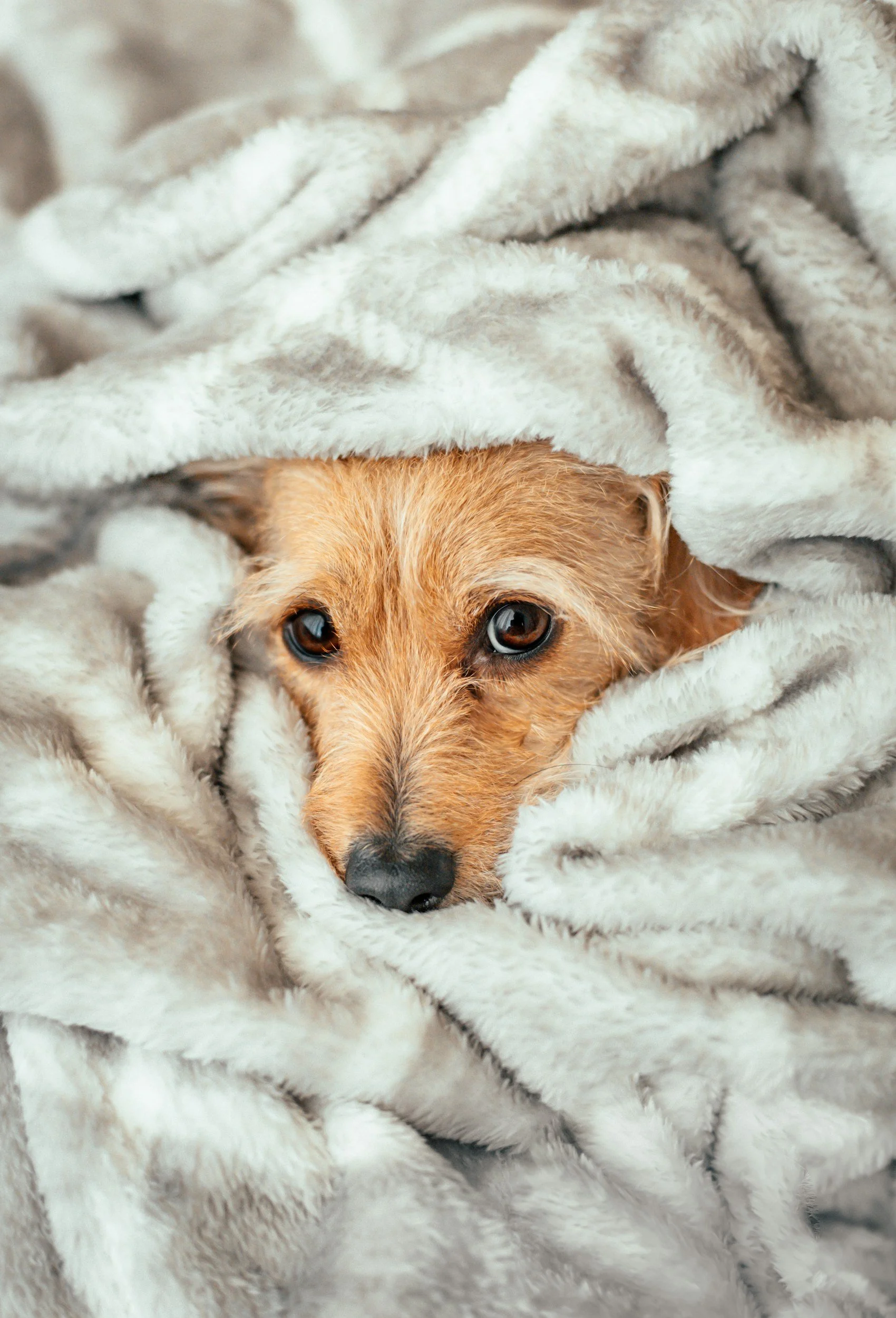 A small brown dog is snuggling in a soft, light-colored faux fur blanket, with only its face visible.