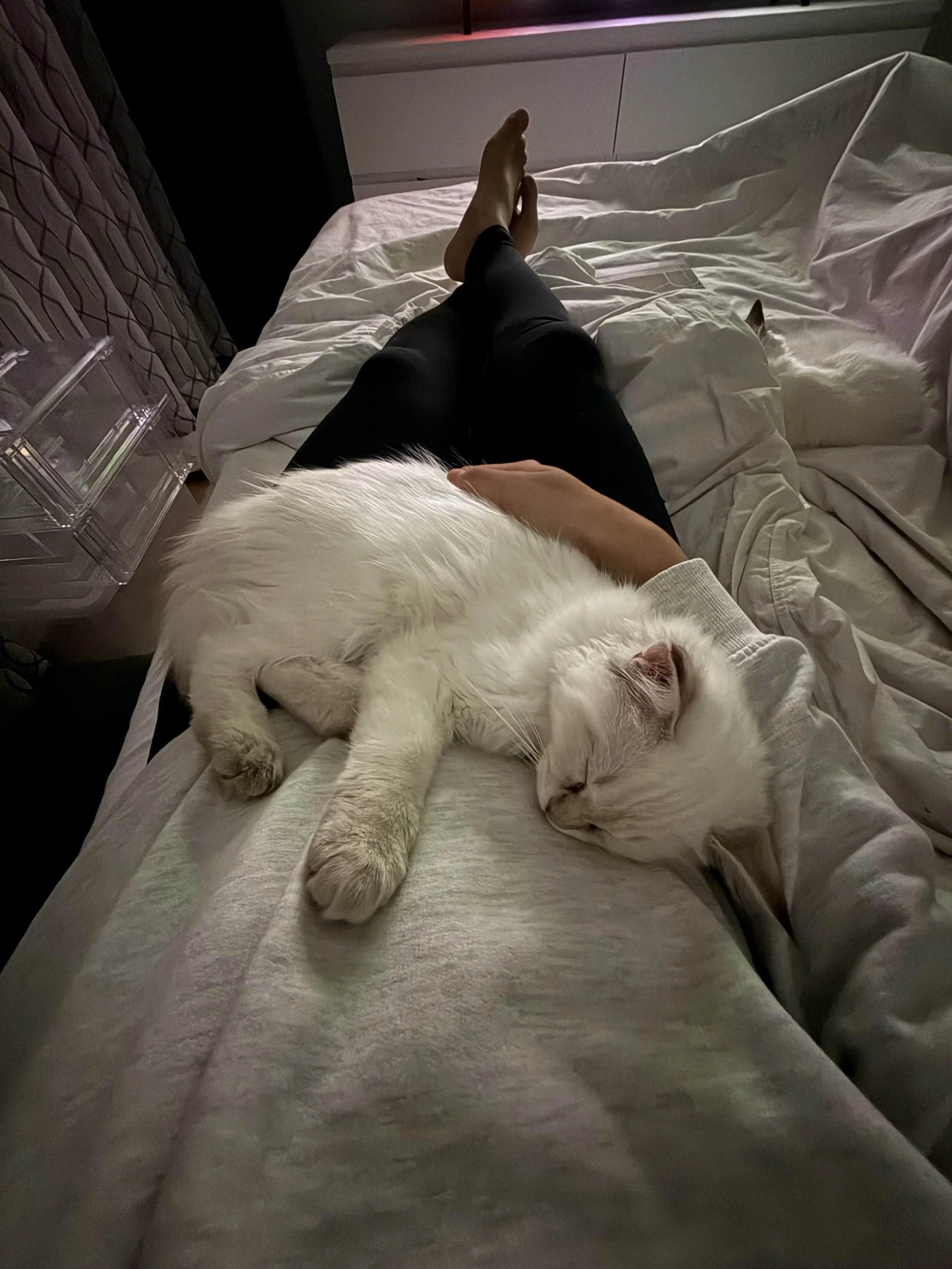 Nova - kitten