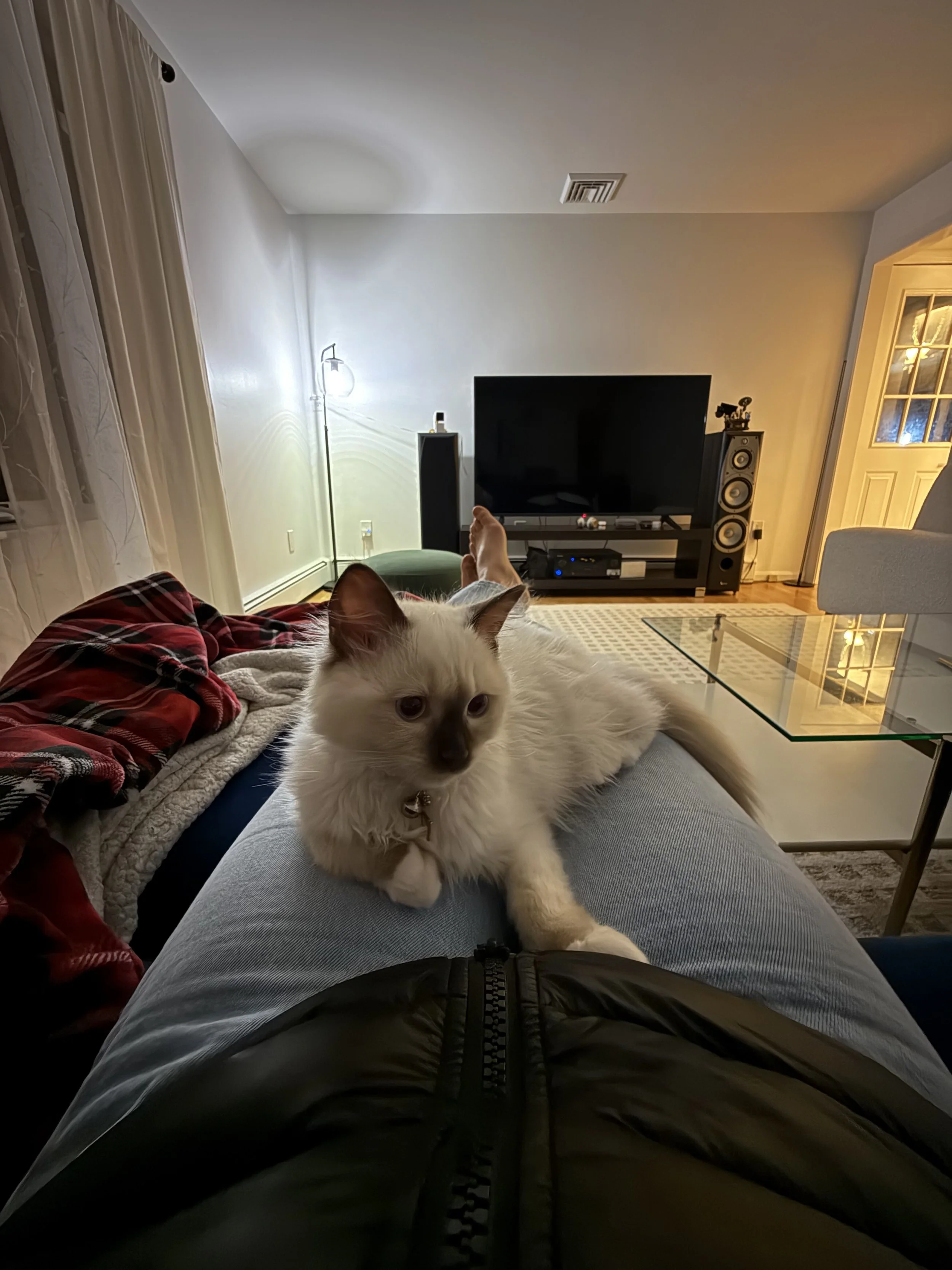 Zelda - kitten