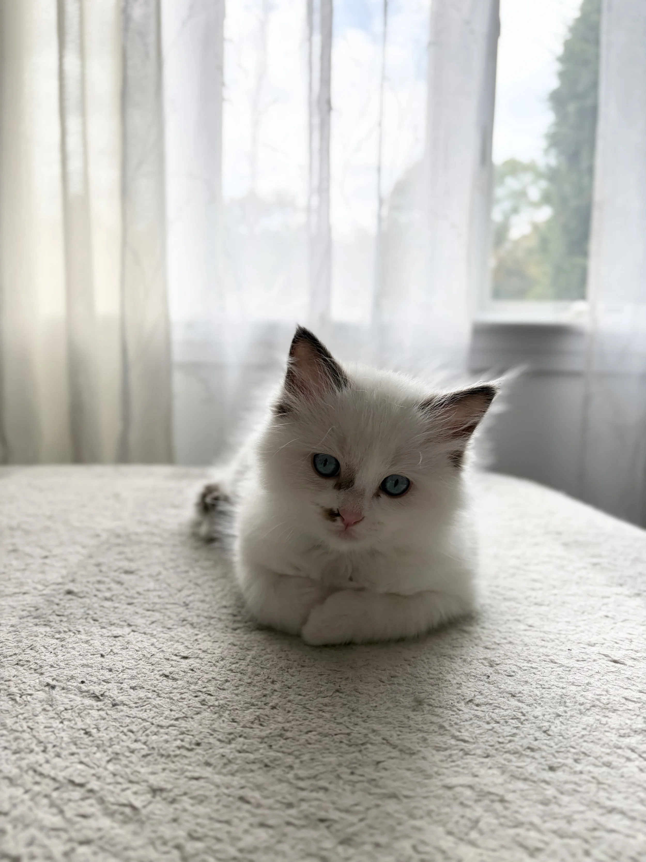 Simba x Zelda, blue boy