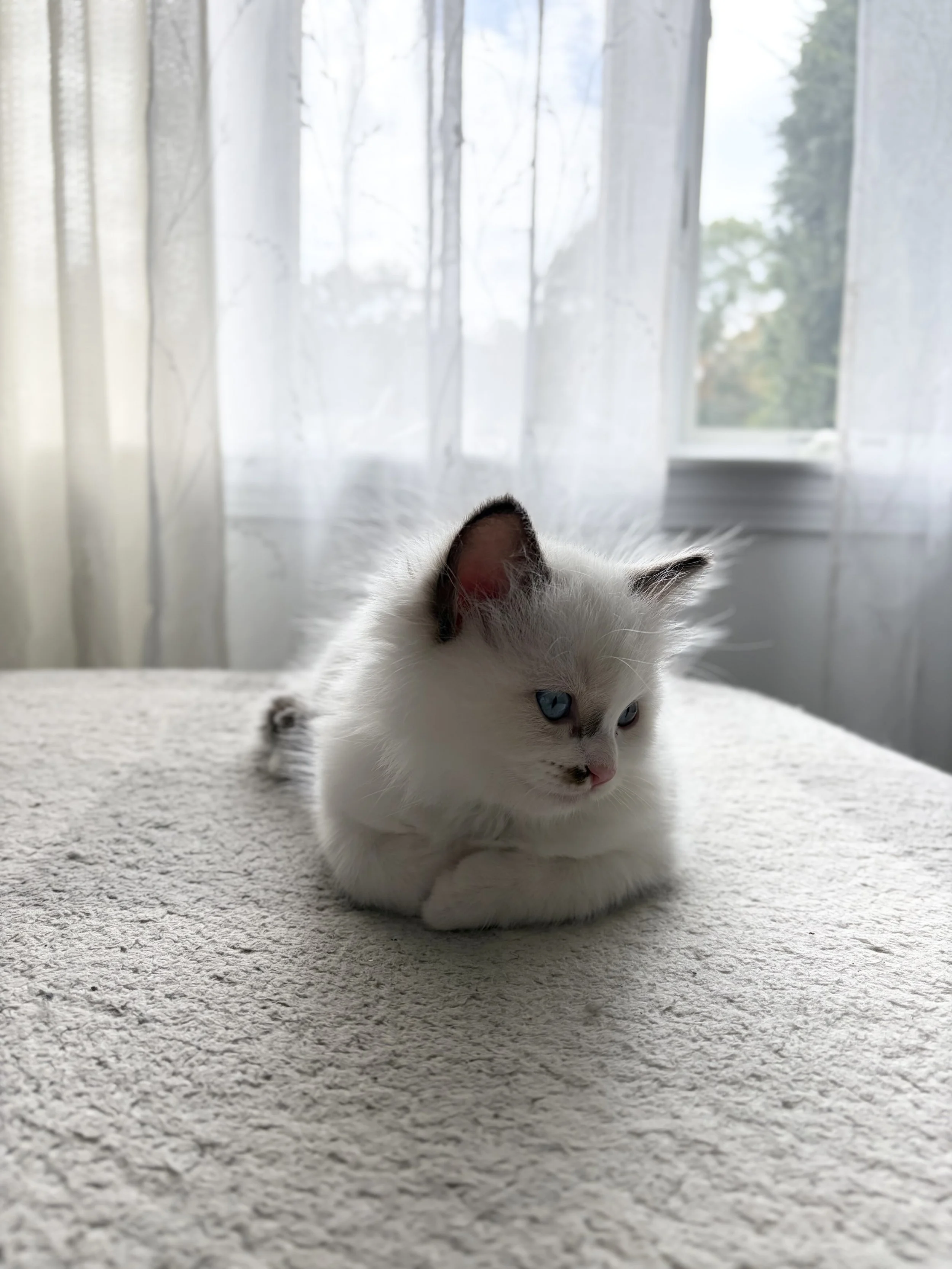 Simba x Zelda, blue boy