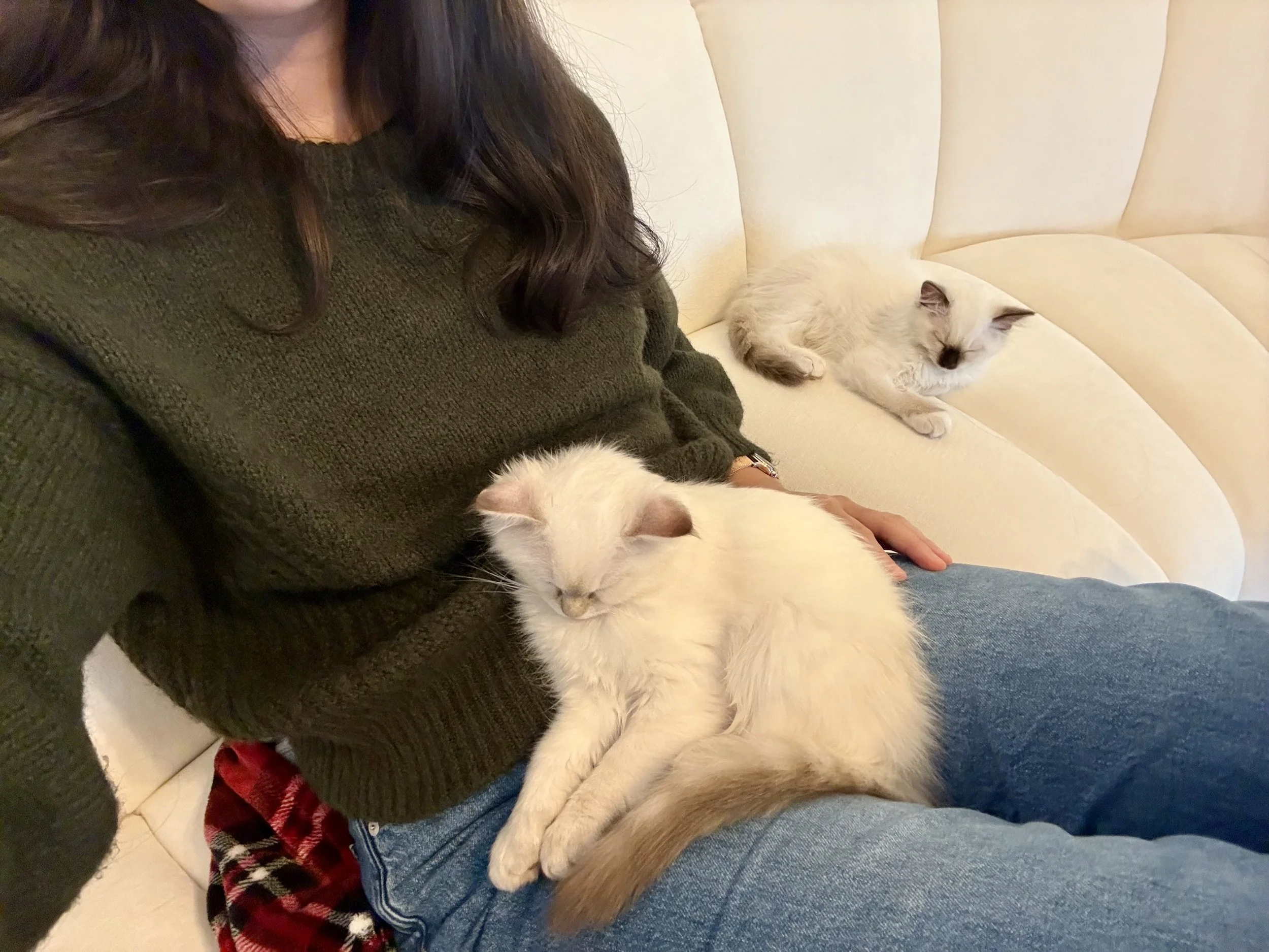 Nova, Zelda - kitten