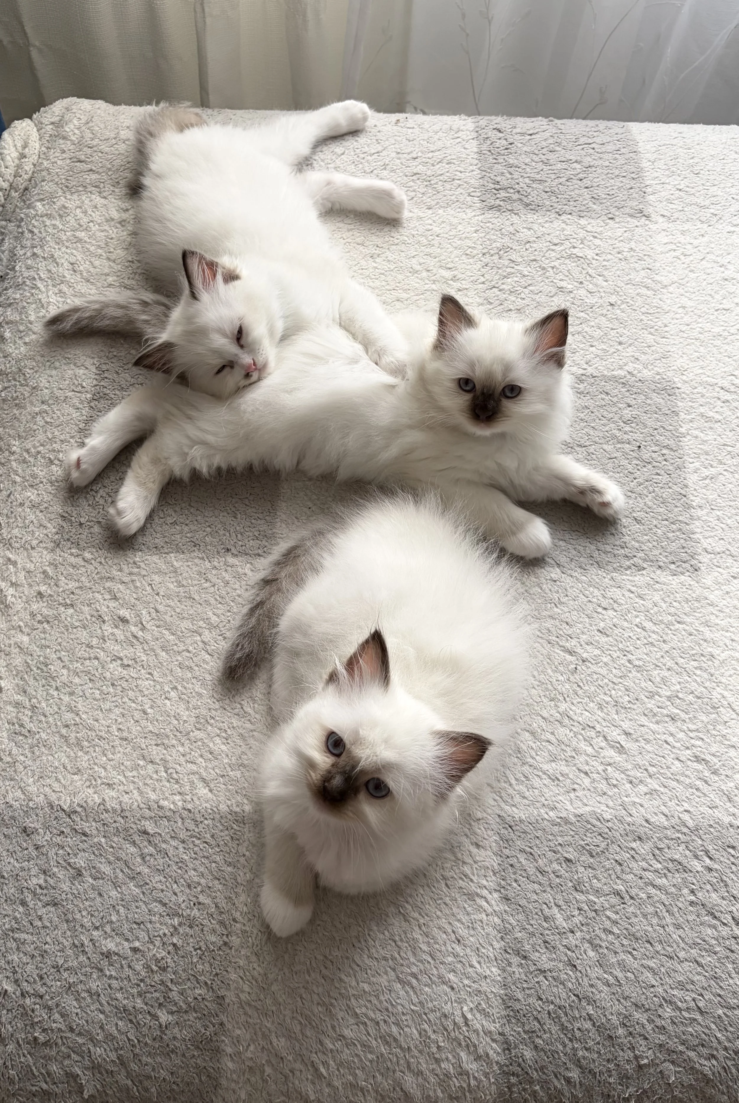 Simba x Zelda, blue, purple, pink