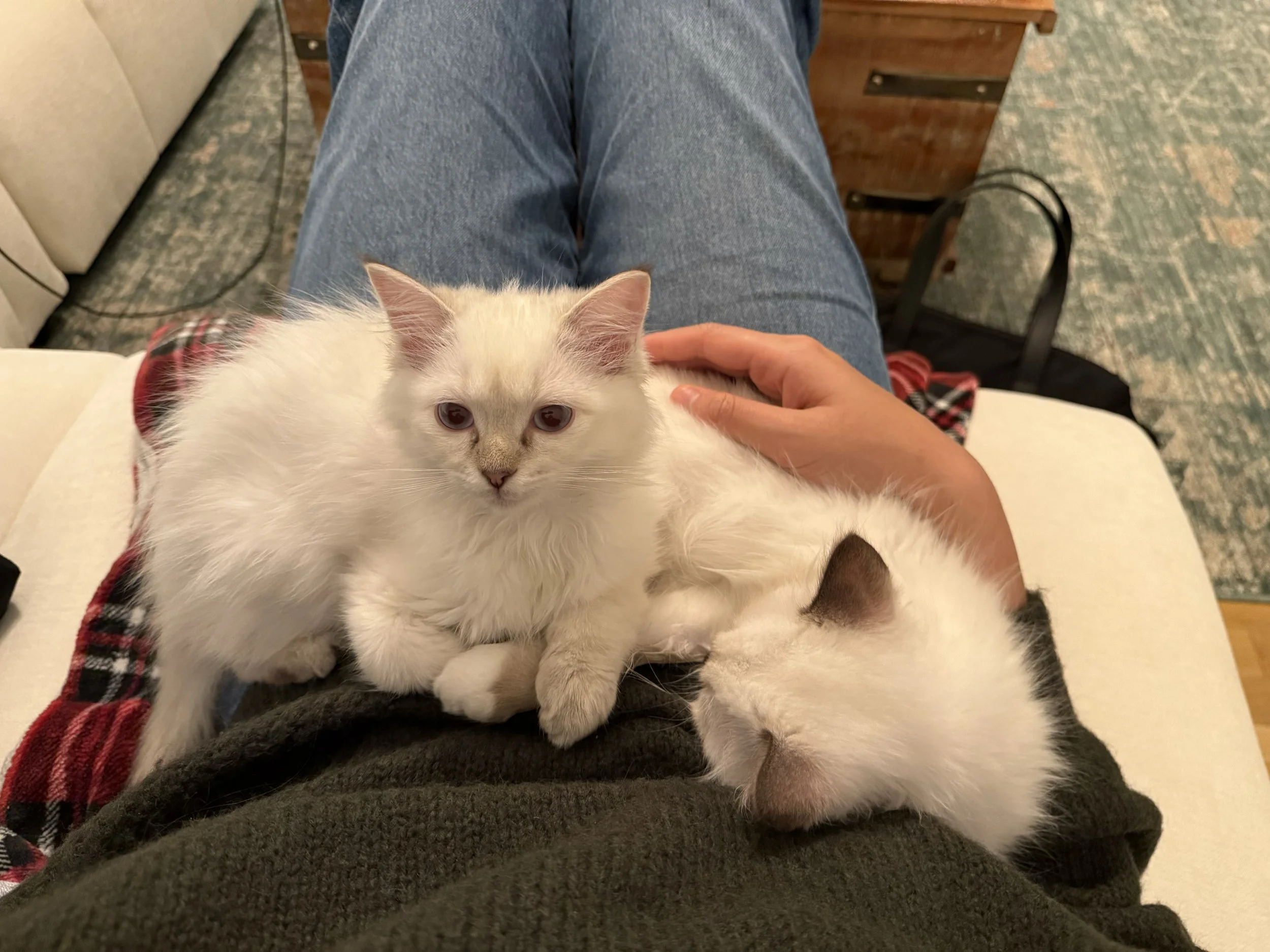 Nova, Zelda - kitten