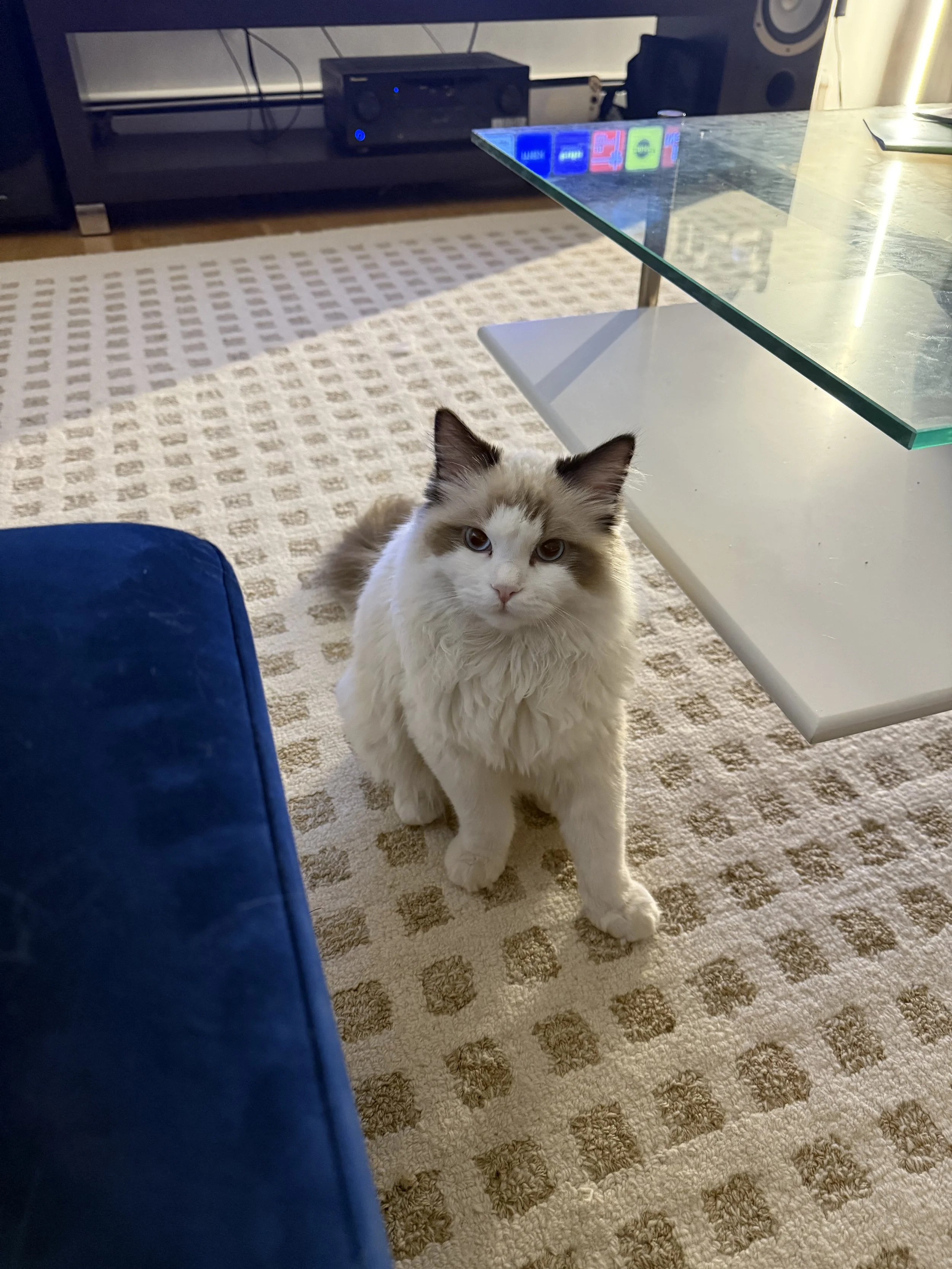 Simba