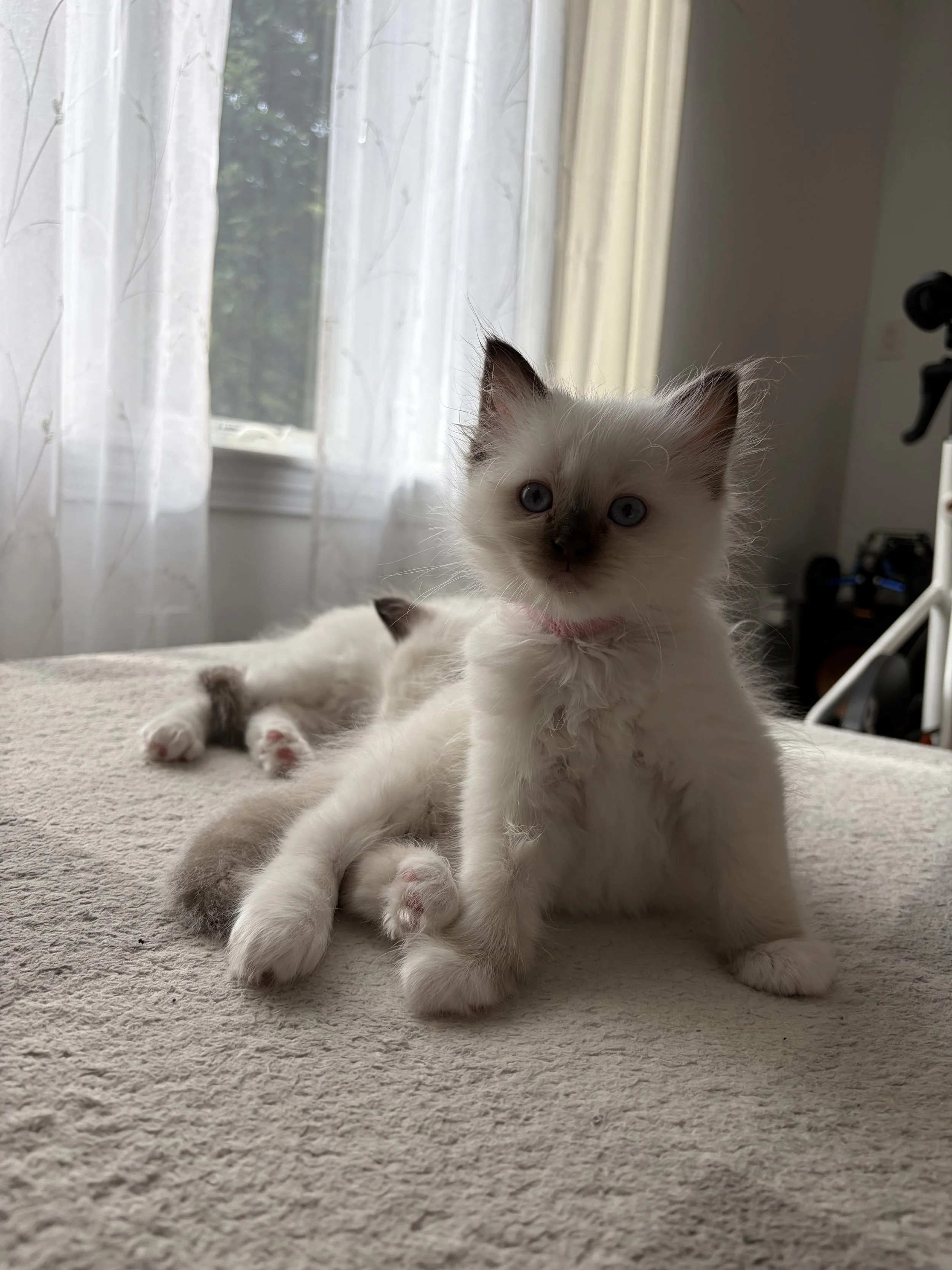 Simba x Zelda, pink girl