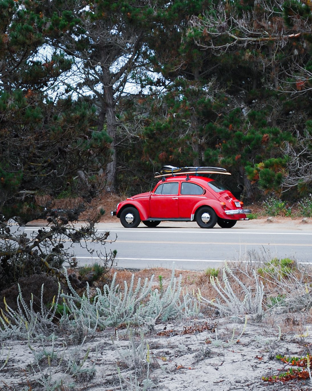Monterey Bug