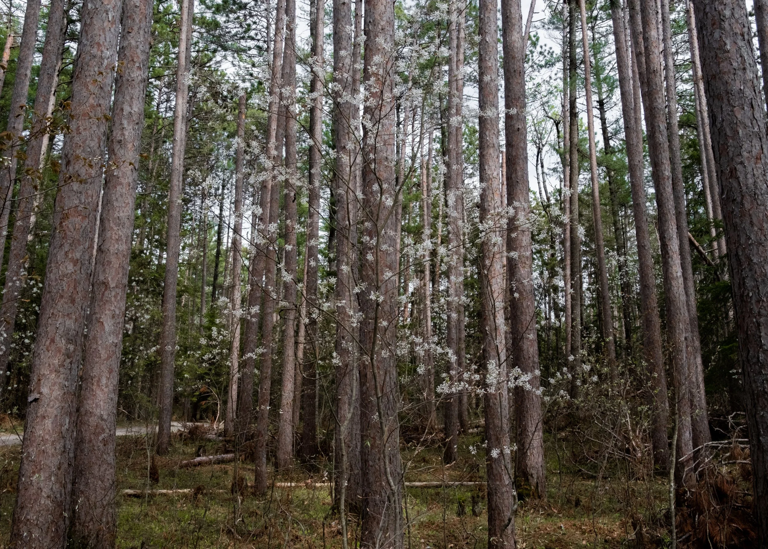 Dusting Trees.jpg
