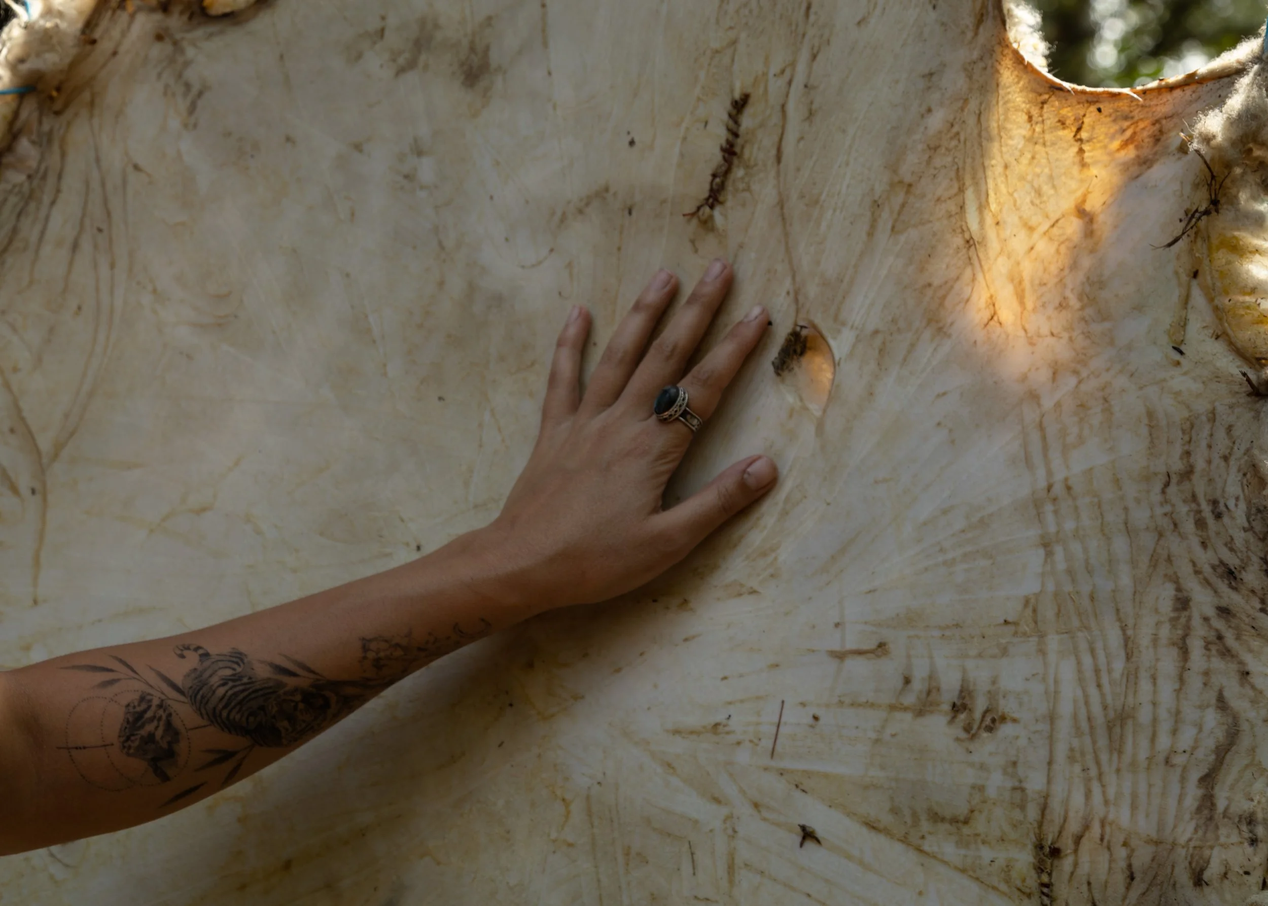 Sheep Tanning July 2024-241.jpg