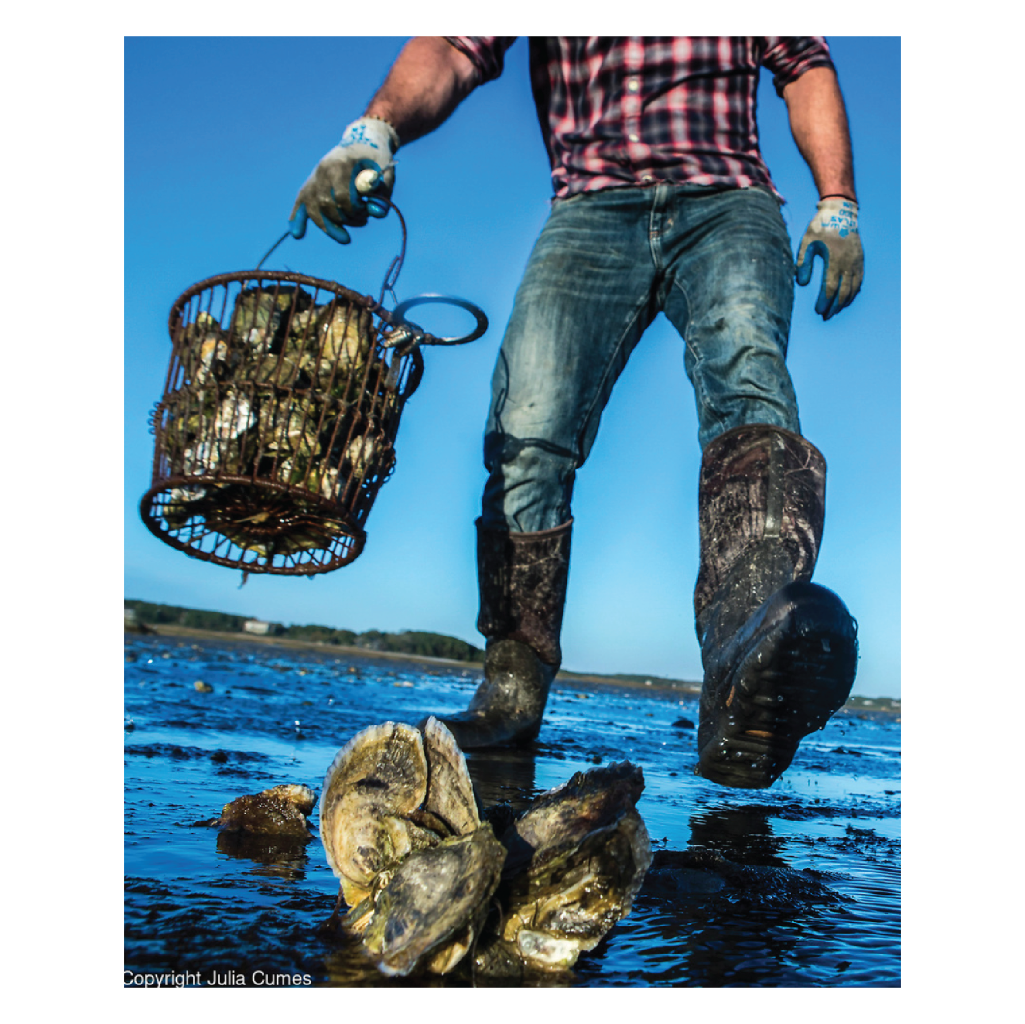 Julia Cumes Photography, A person wearing muddy jeans, a plaid shirt, and rubber boots, standing in shallow water and holding a basket filled with oysters, with oysters on the ground nearby under clear blue sky.