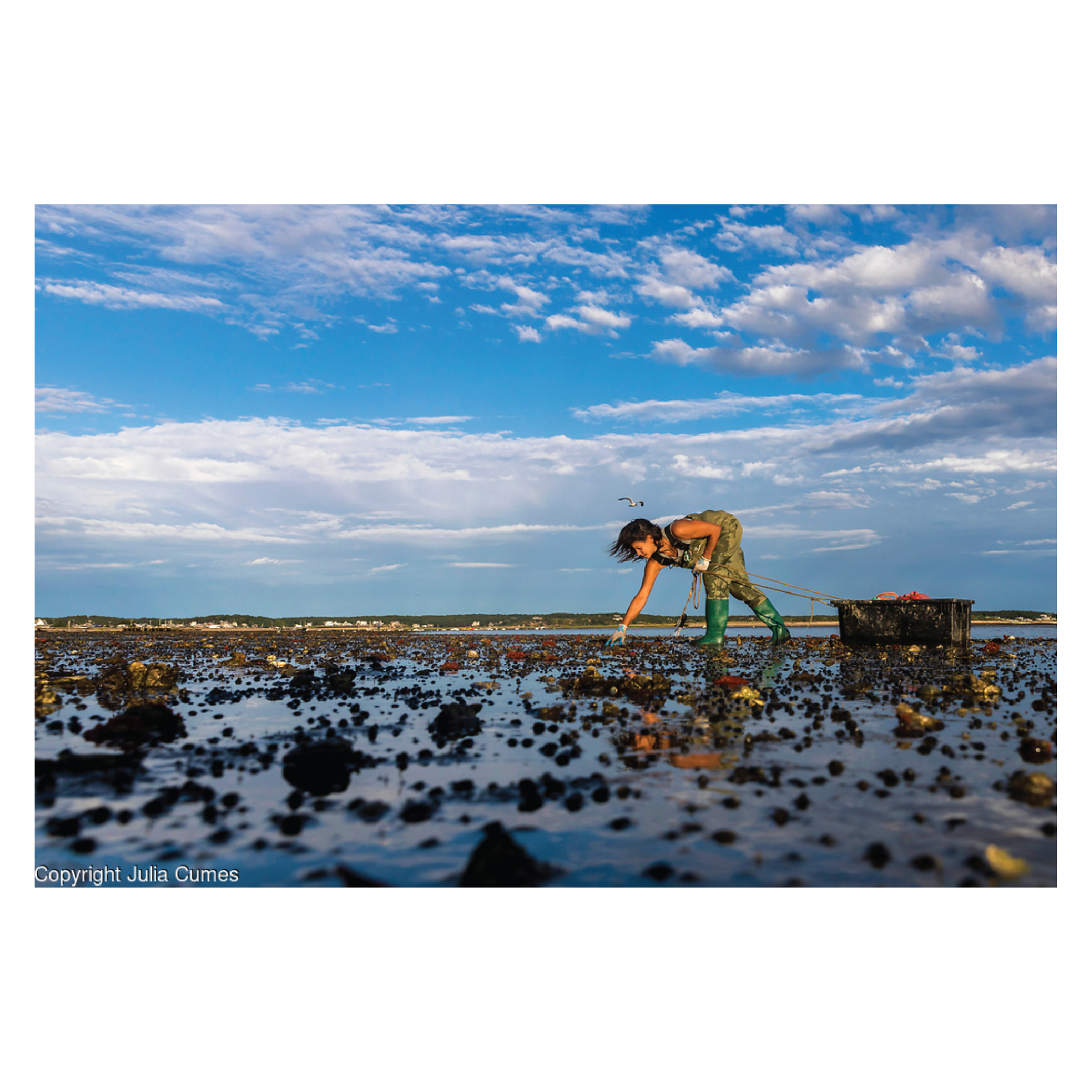 Julia Cumes Photography, A woman in green waders and camouflage pants leaning over in tide flats with rocks and mud, holding a tool, with a black container nearby. Bright blue sky with scattered clouds and a distant shoreline are in the background.