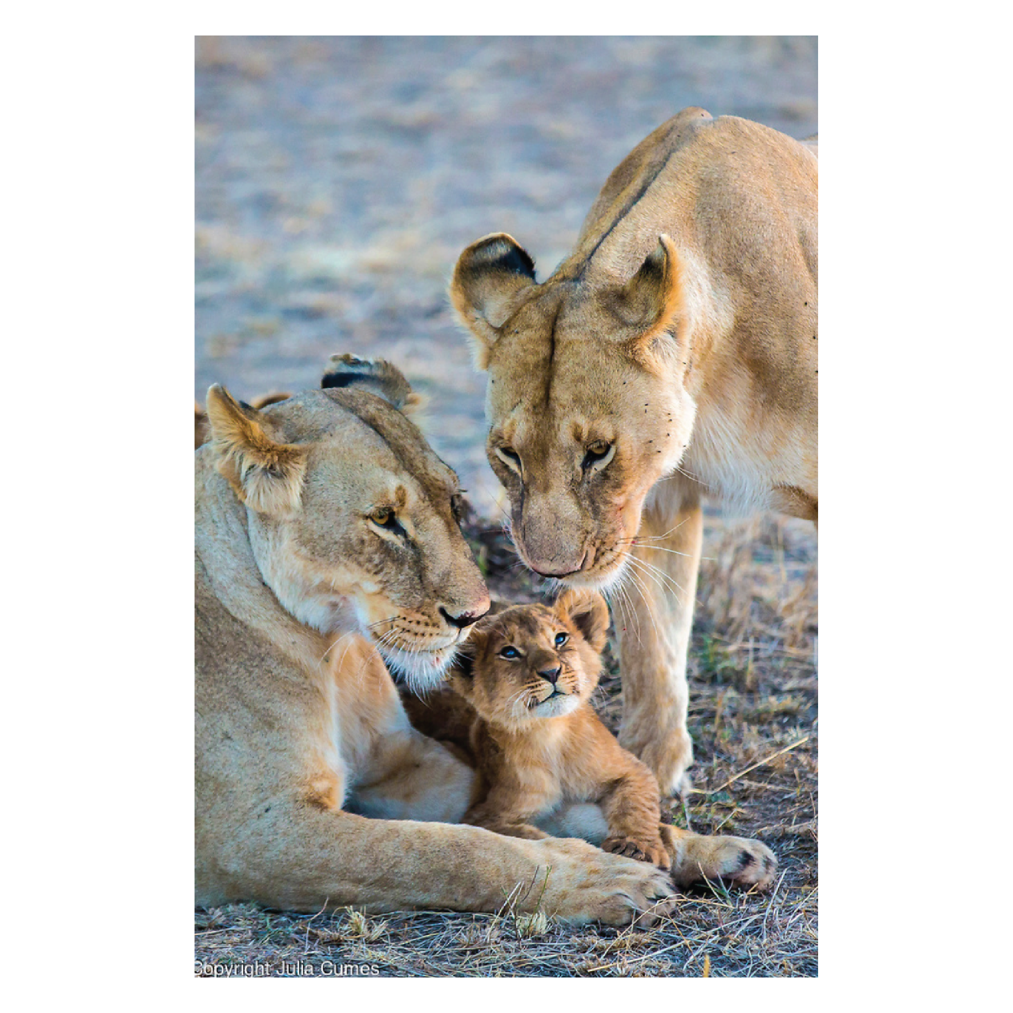 Julia Cumes Photography, Two adult female lions and a lion cub in a natural habitat, with the cub lying on the ground and the females standing close by, gazing at each other.