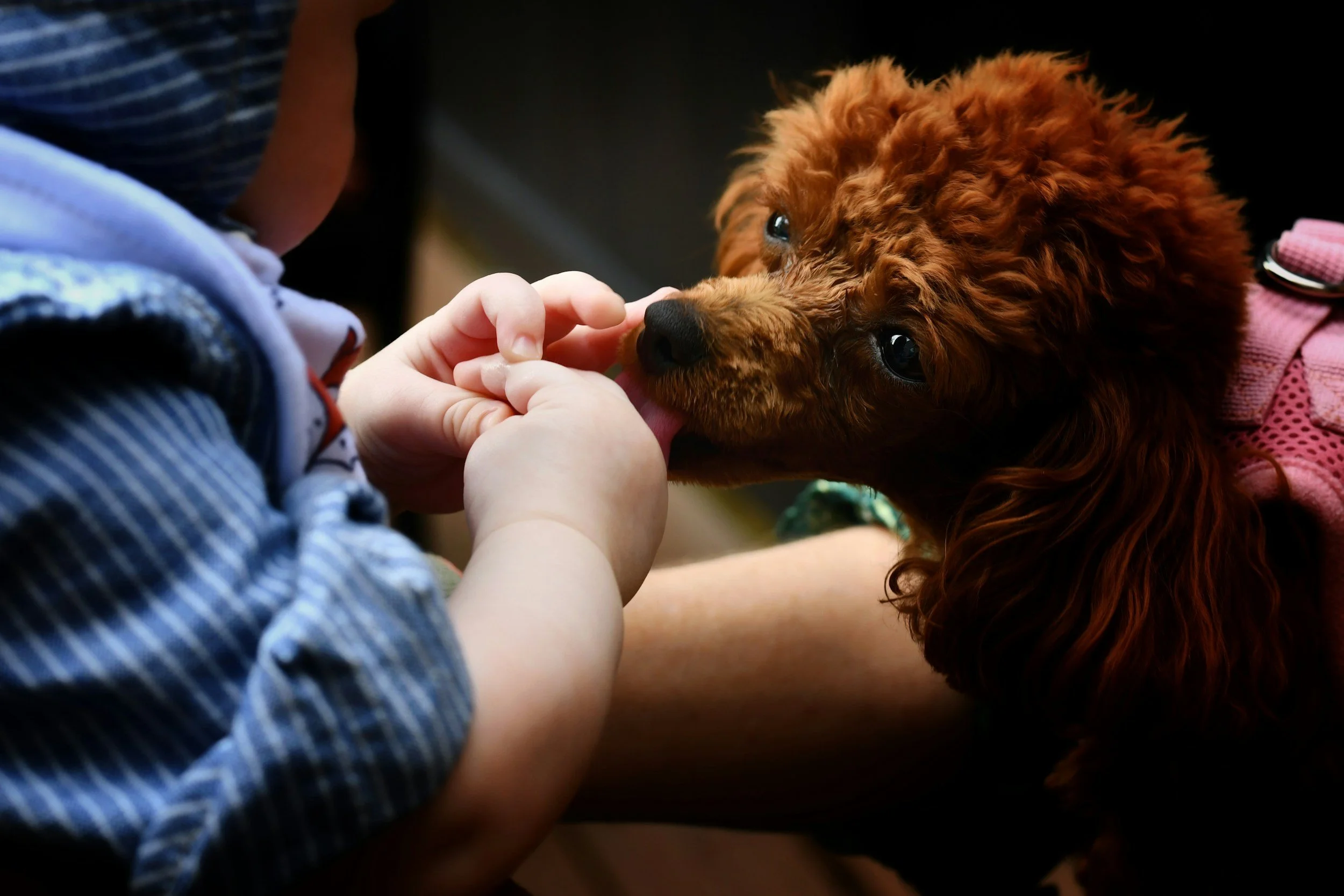 A small child and a brown curly-haired dog touching noses.
