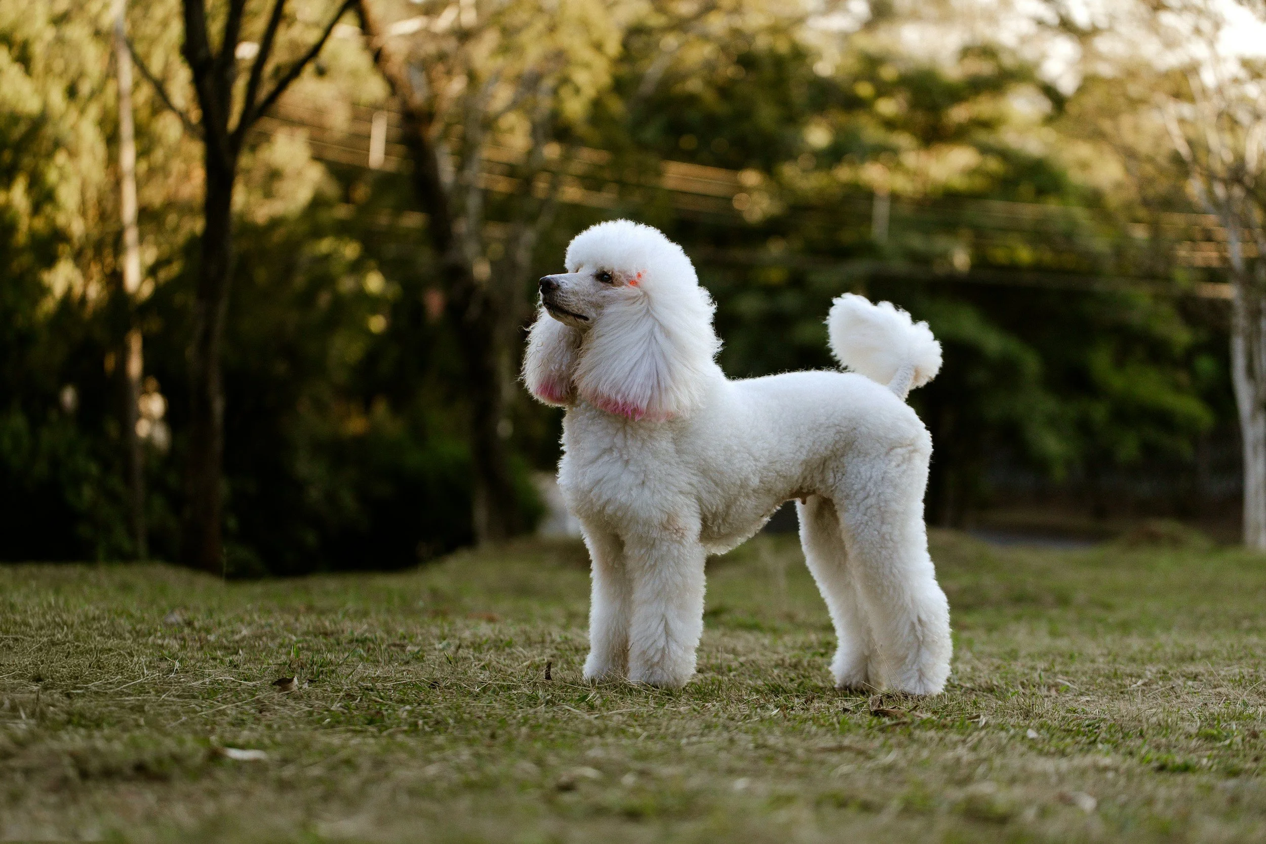 A white poodle standing on grass in a park, with trees and a wooden fence in the background.