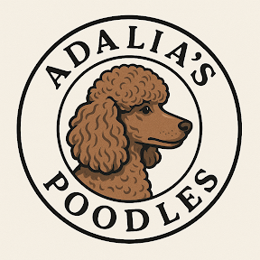 Adalia's AKC Toy Poodles