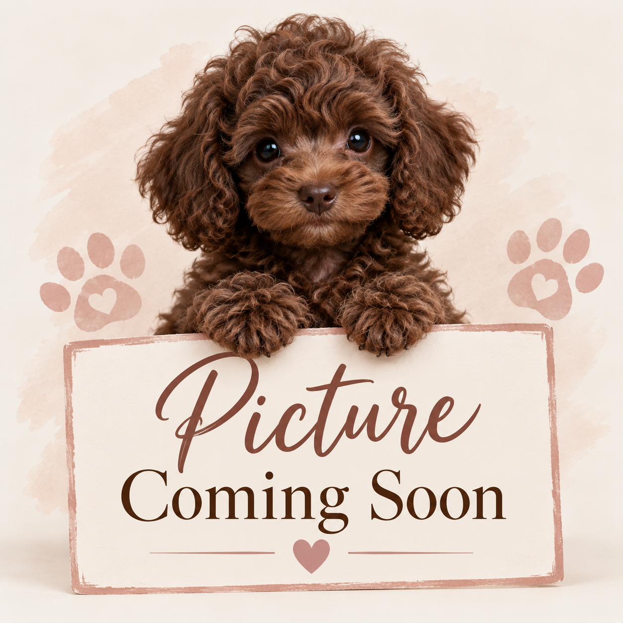 Cute brown puppy with curly fur holding a sign that says 'Picture Coming Soon' with paw prints in the background.