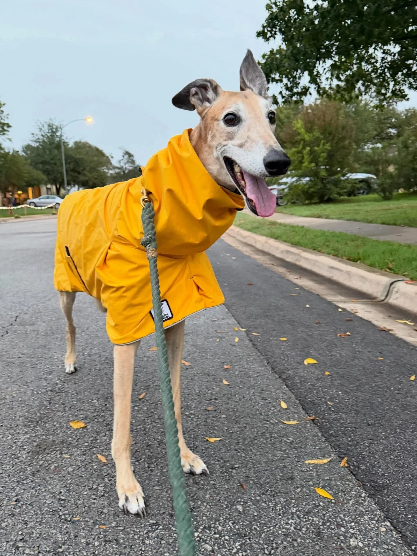 On Friday, we abruptly lost our golden sunshine-y boy Dash. After a week of sudden sickness and lab tests, x-rays, and ultrasounds, he was diagnosed with Hemangiosarcoma - an aggressive and rapidly spreading cancer - of the spleen and liver. The vet 