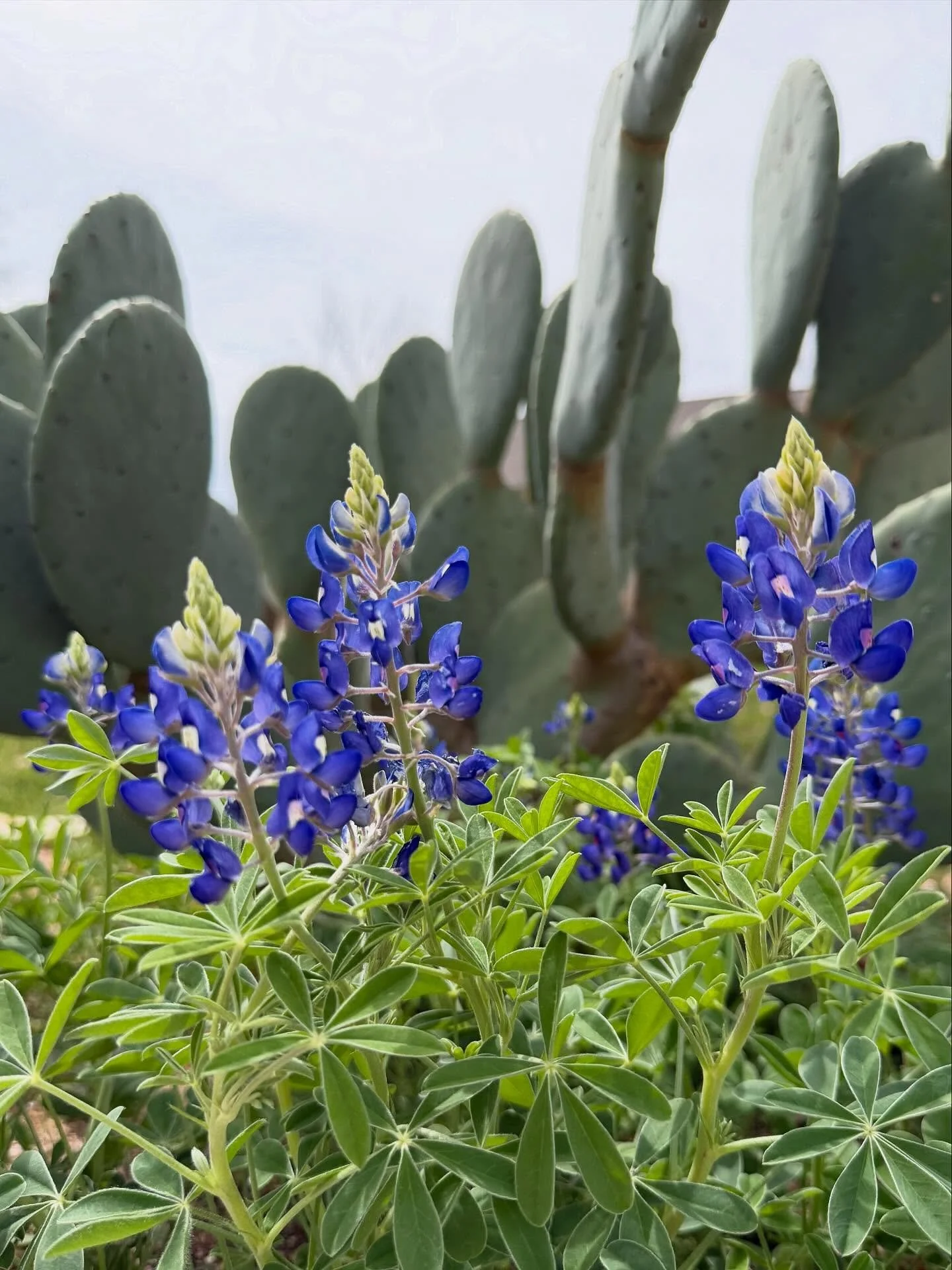 In like a lion, out like a lamb. I adopted Dash in March five years ago, so this month ushered in a fresh wave of unexpected grief. And yet! Now there are bluebonnets. I think of the first spring I got to share them with him on our long walks, which 