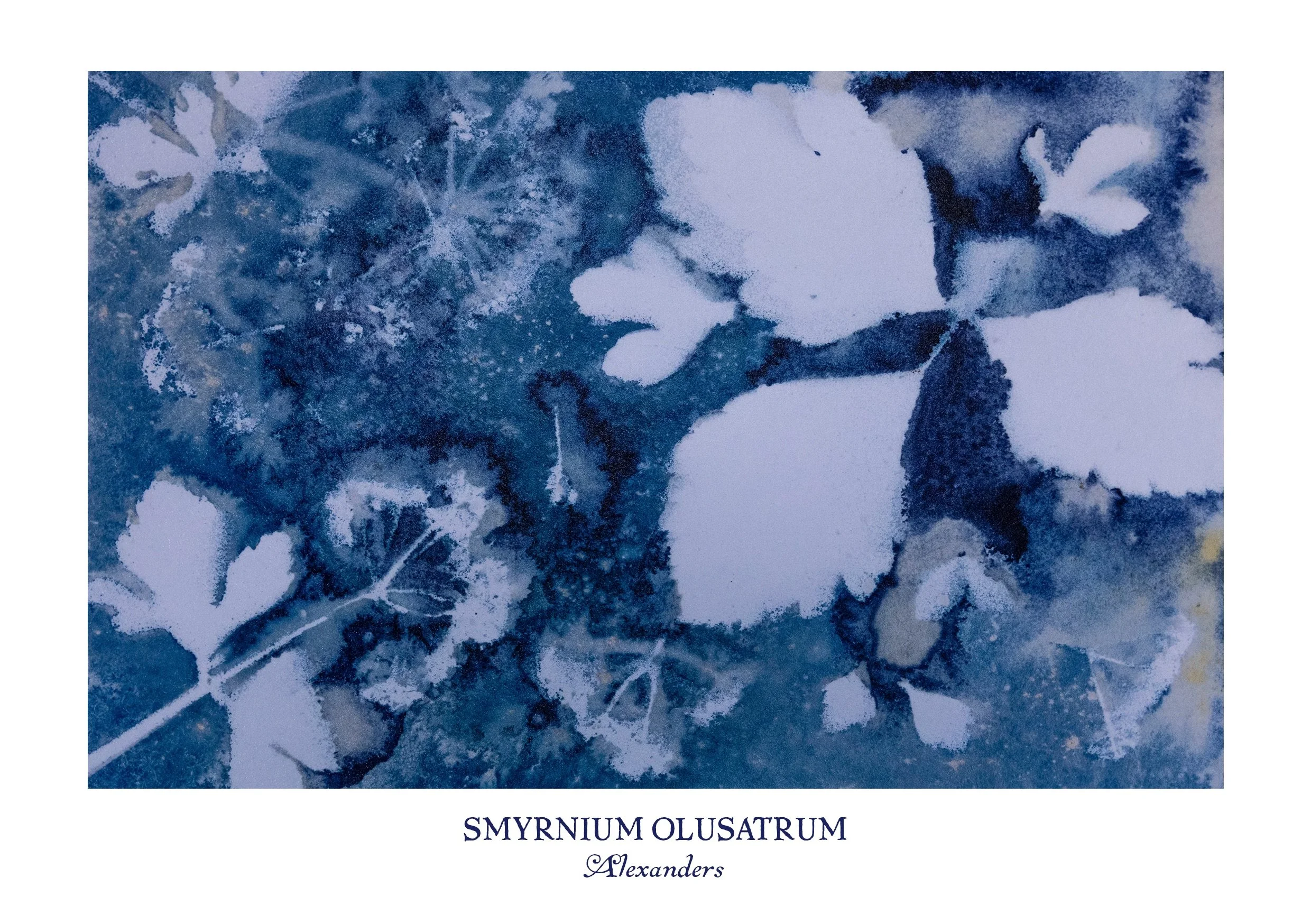 Alexanders Cyanotype Greeting Card | Foraged Botanical Art