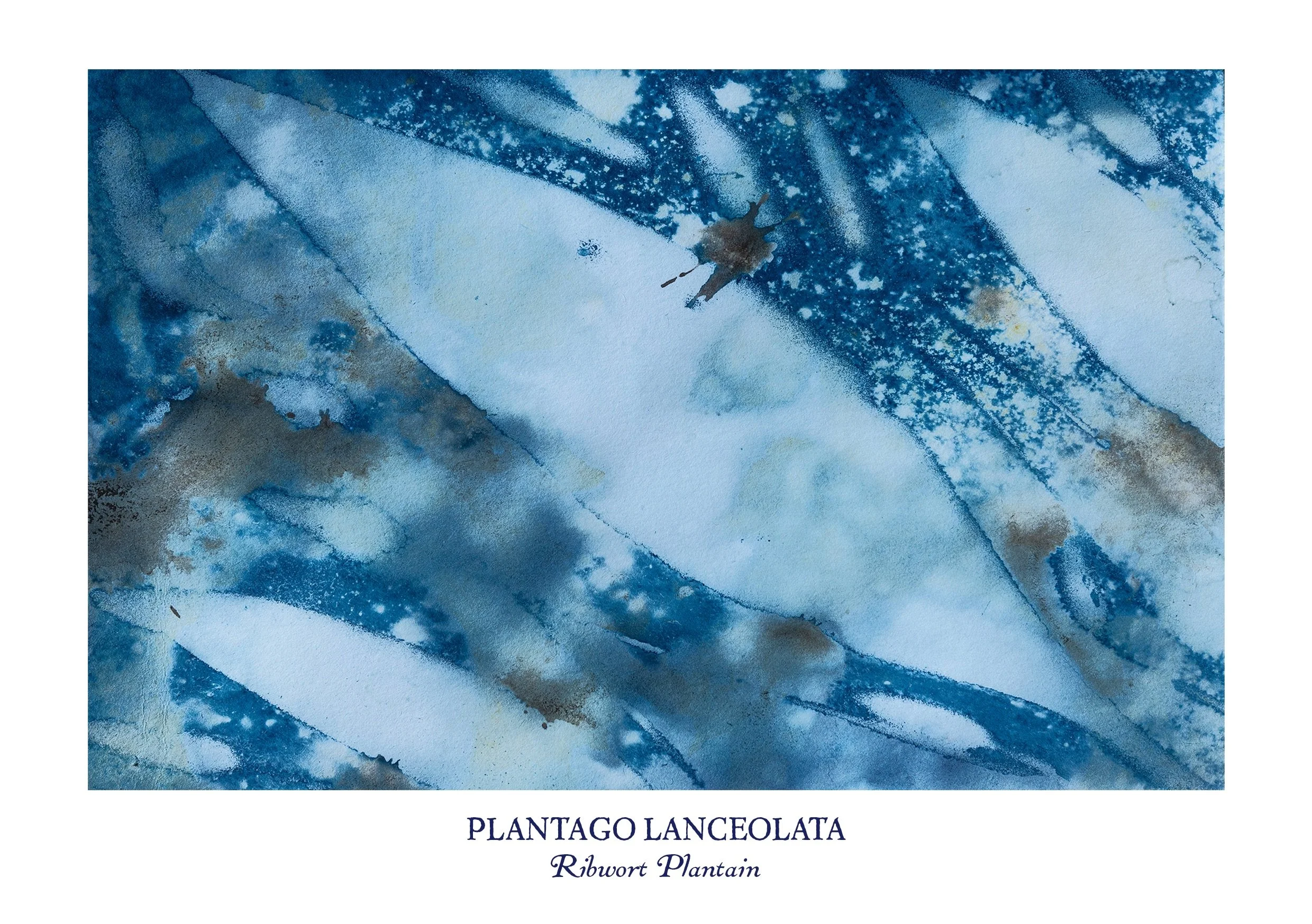 Plantain Cyanotype Greeting Card | Botanical Wild Plant Print