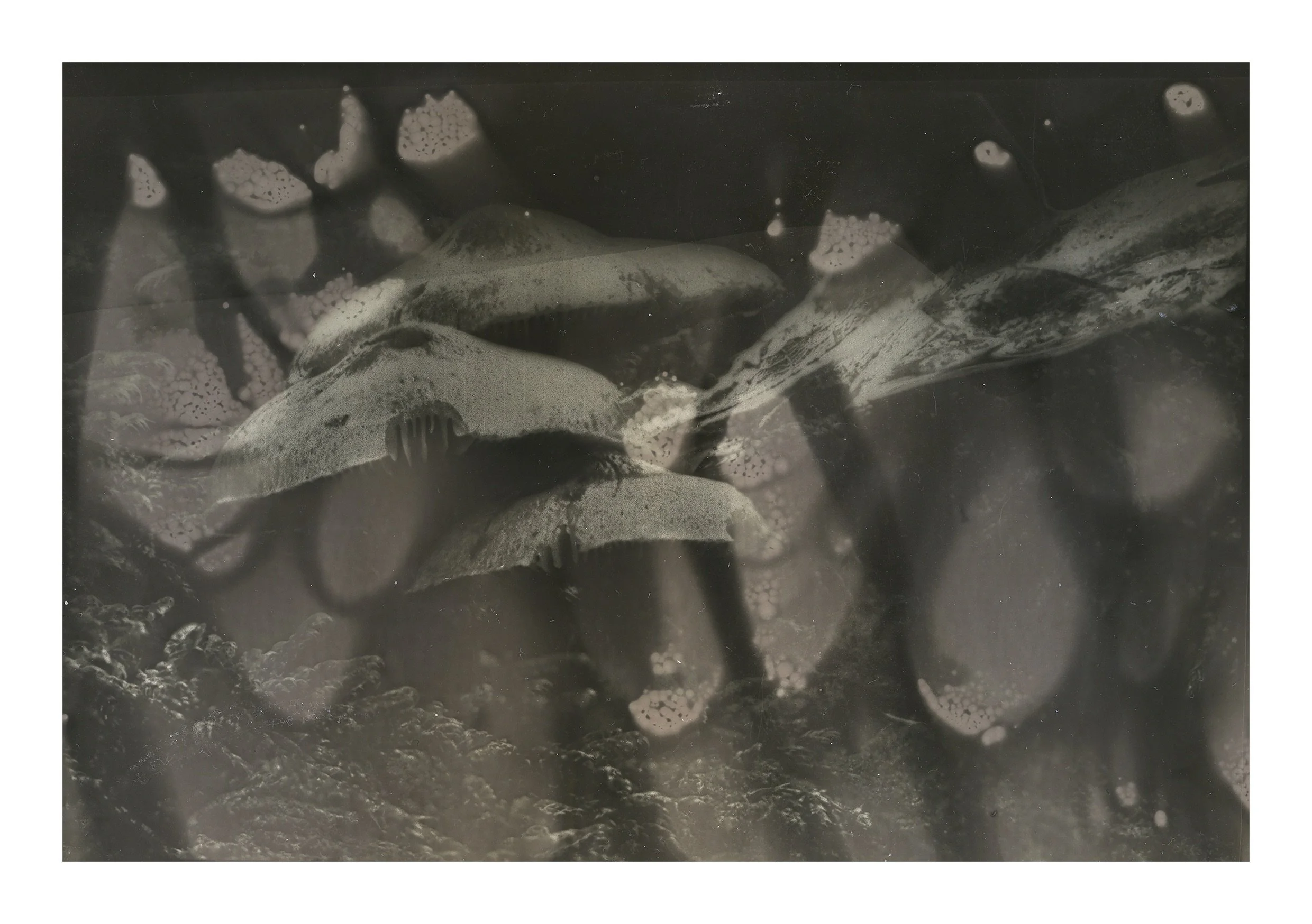 The Abstract Botanics