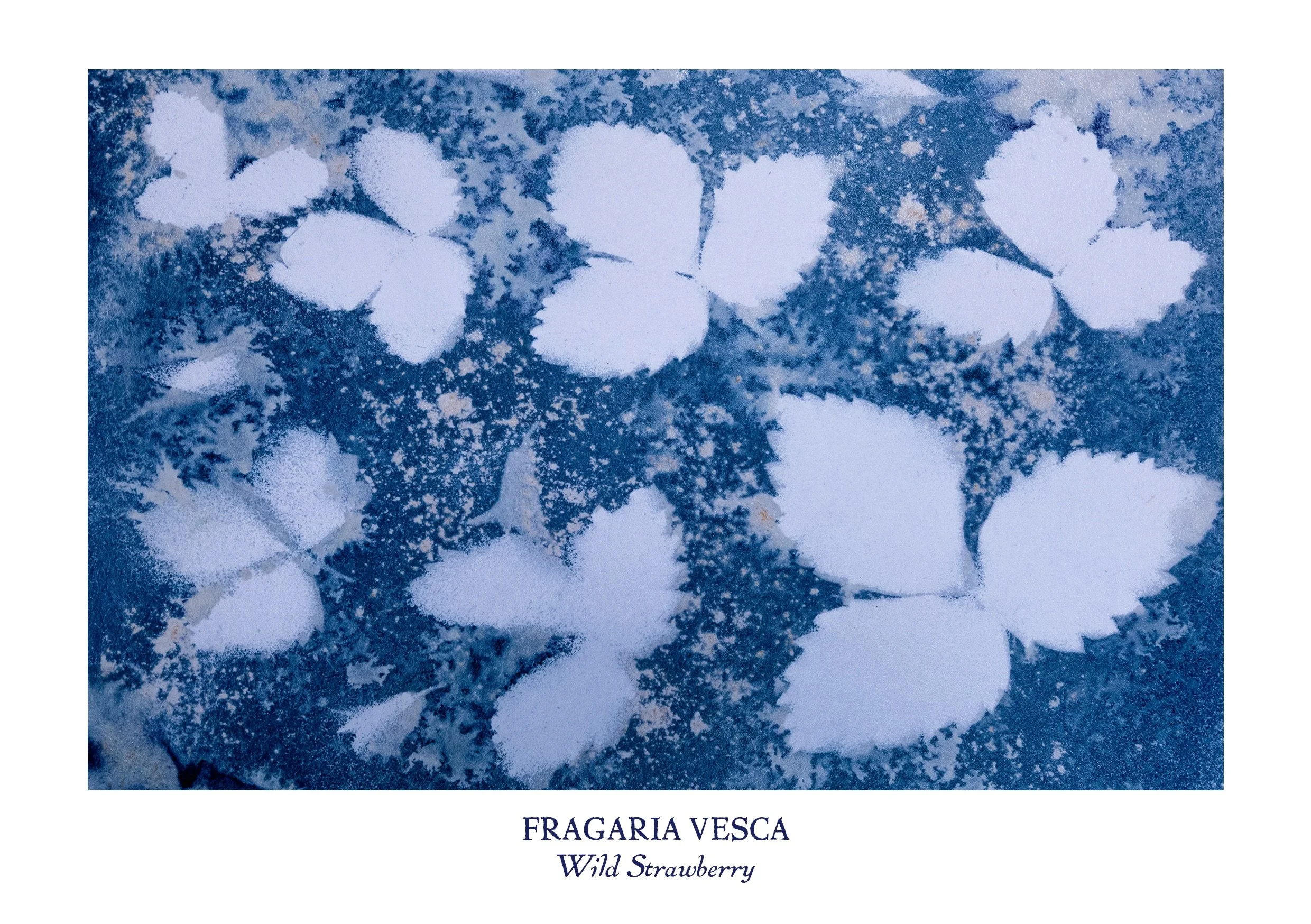 Wild Strawberry Cyanotype Greeting Card | Botanical Nature Art
