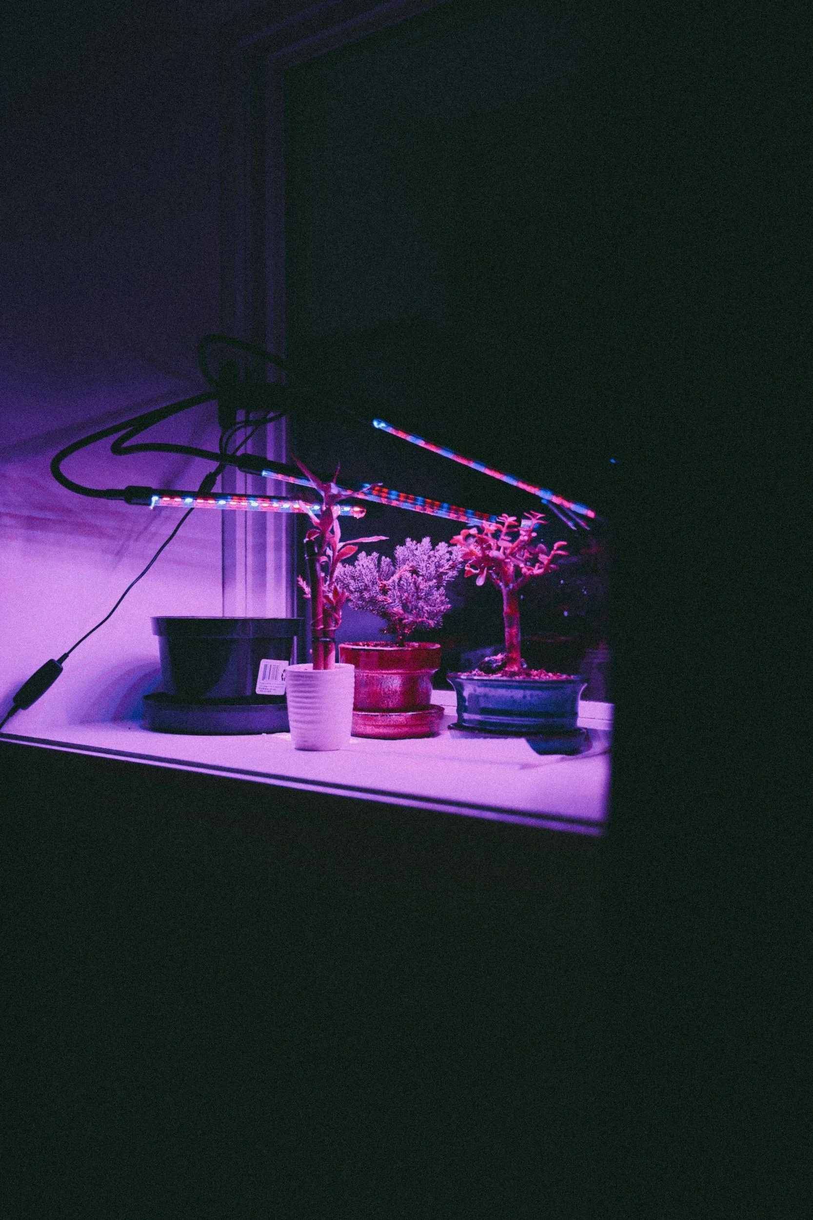 Three potted plants under LED grow lights on a shelf in a dark room.