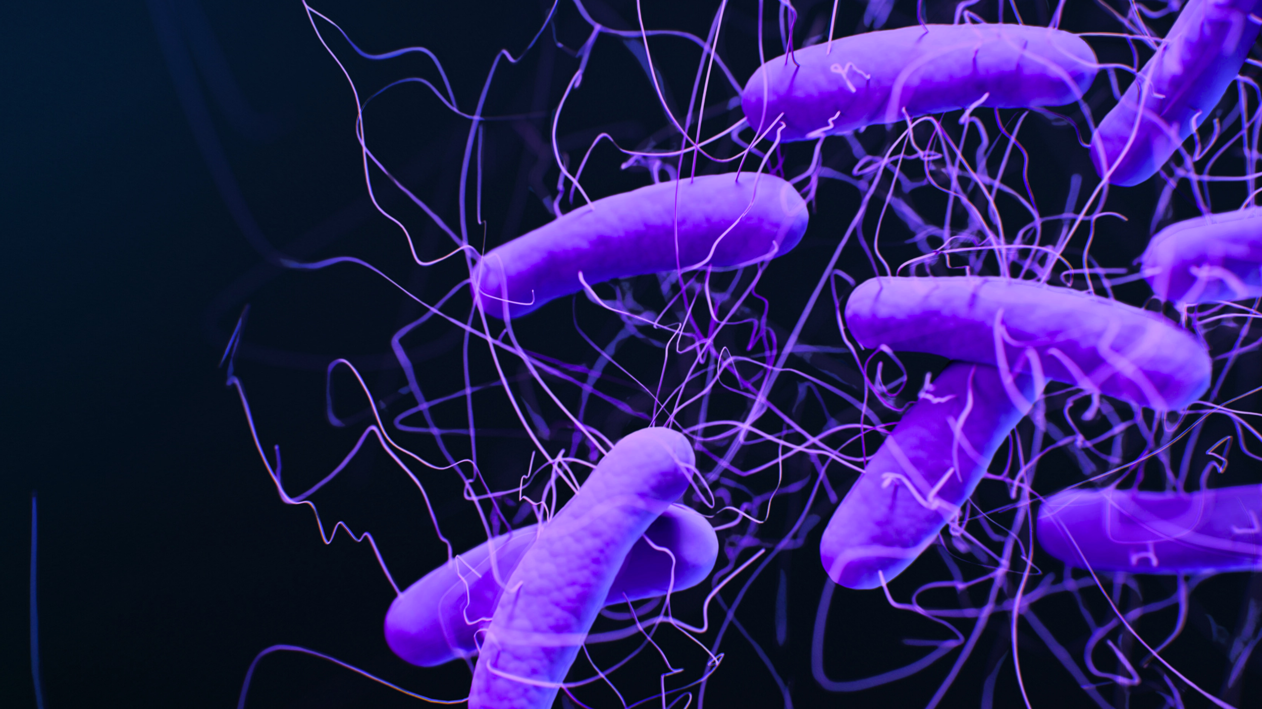 Group of bioluminescent purple jellyfish floating in dark water.