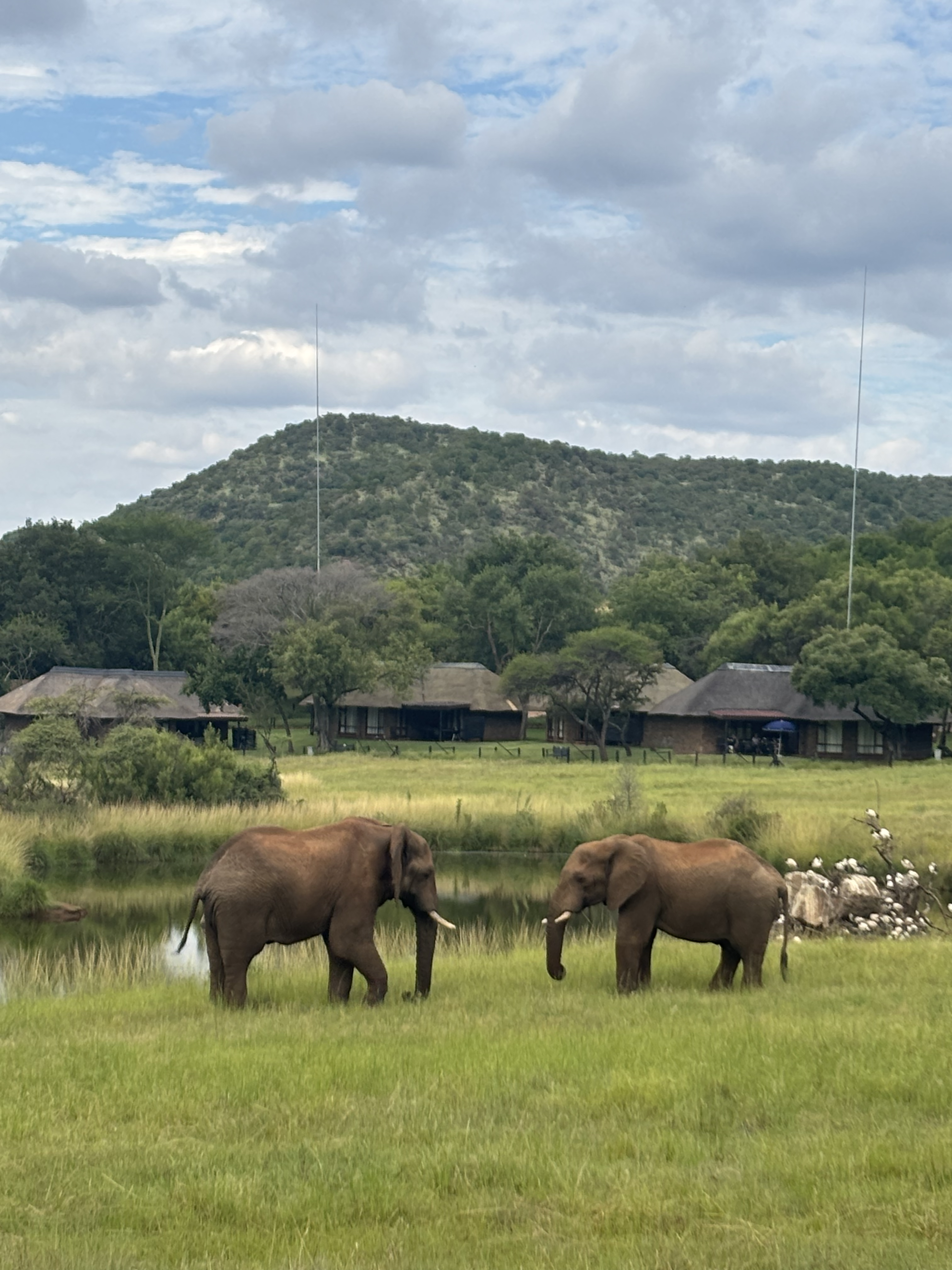 Best Family Safari South Africa: Pilanesberg Adventure at Bakubung Lodge