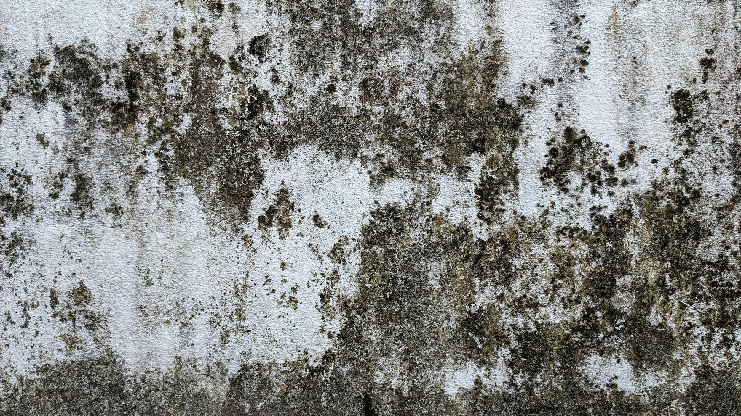 Close-up of a white wall with dark mold or mildew growth.