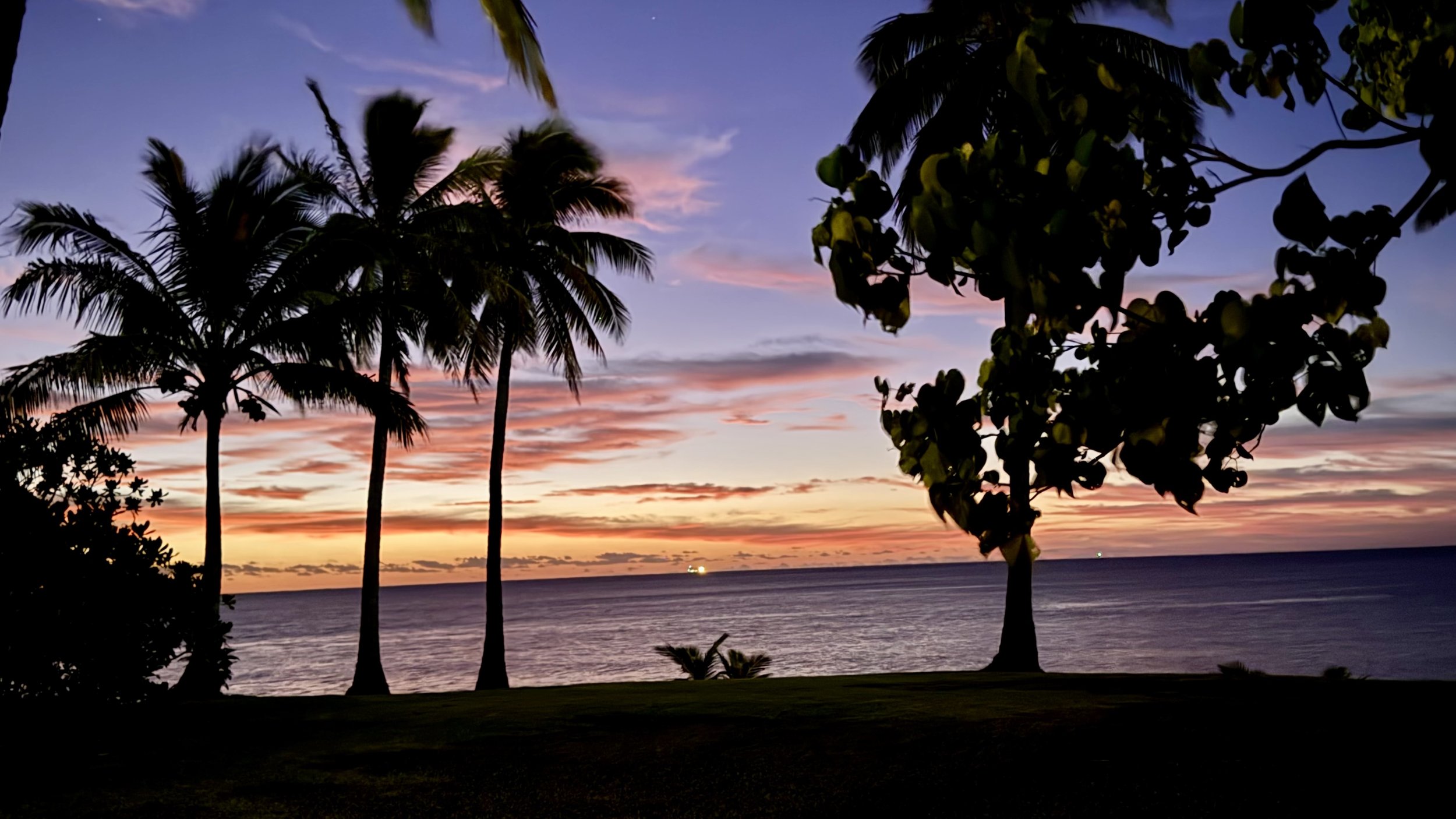 What the Palm Trees Know