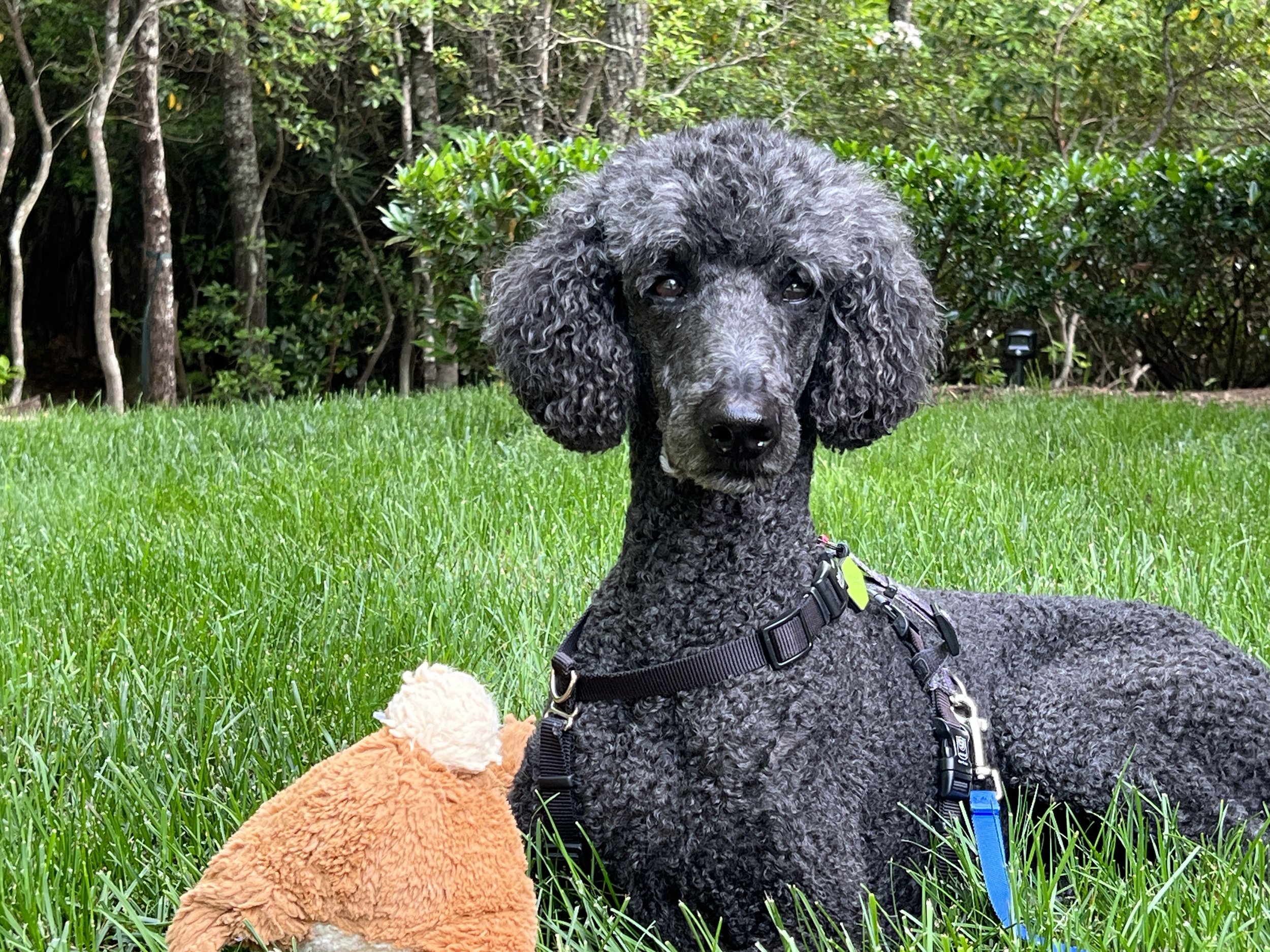 Living Without a Dog for the First Time in 35 Years