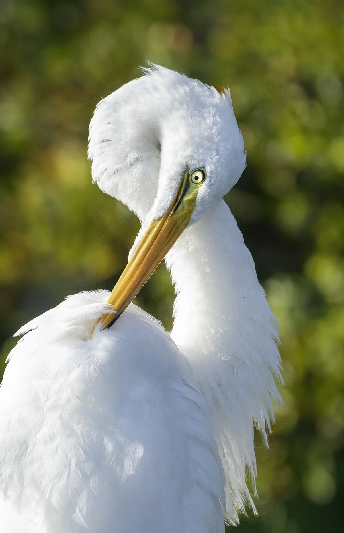 EllenDevenny_The_Art_of_Preening_250 (1).jpg