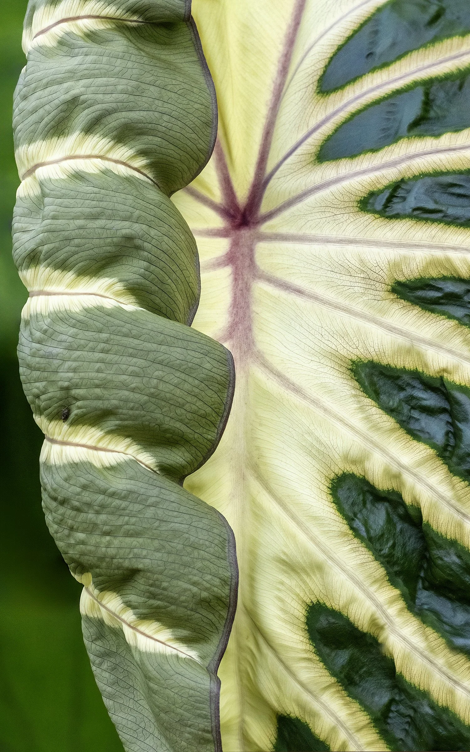 EllenDevenny_NaturesLivingTapestry_11x17.jpg