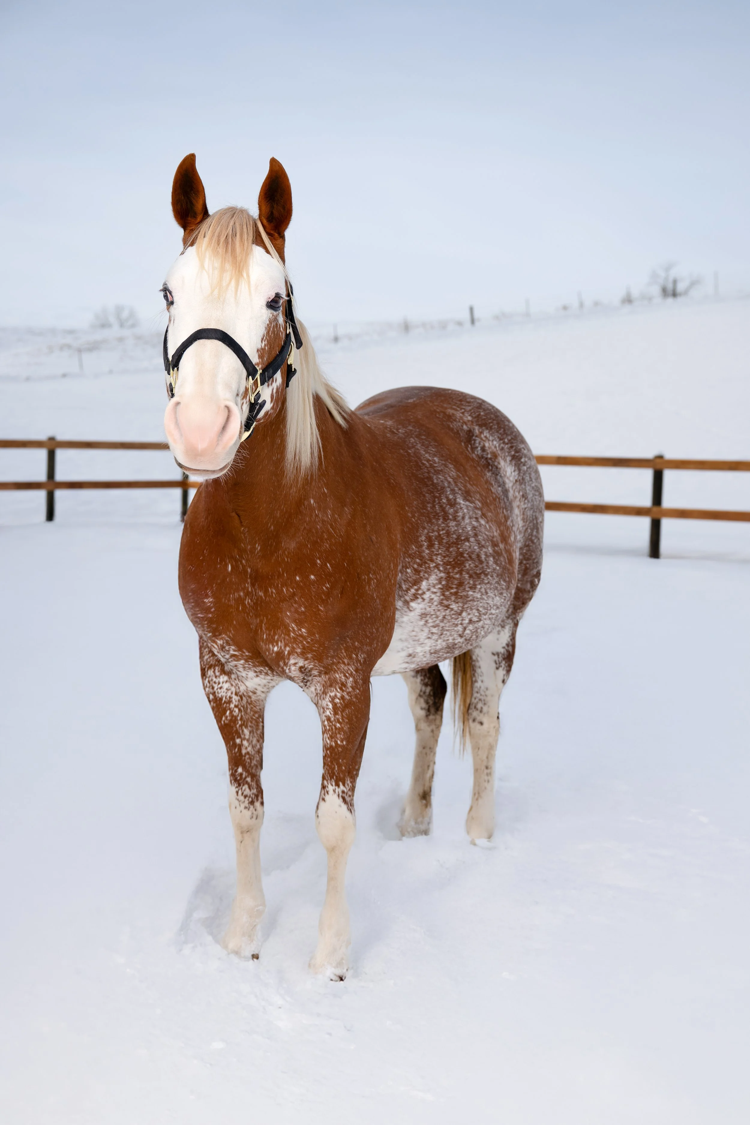 Modern wooden house on a grassy hillside with mountains and a lake in the background during sunset.
