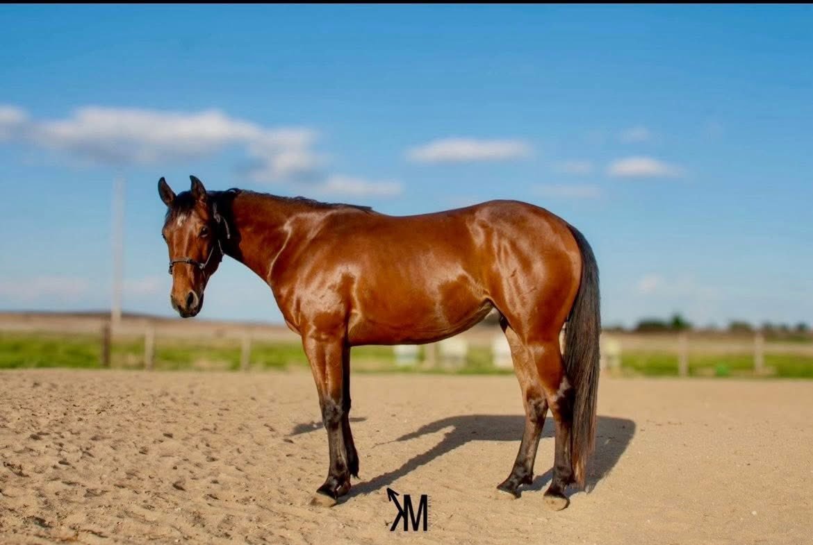 A brown horse standing on a sandy surface in an open field with a blue sky and scattered clouds in the background.