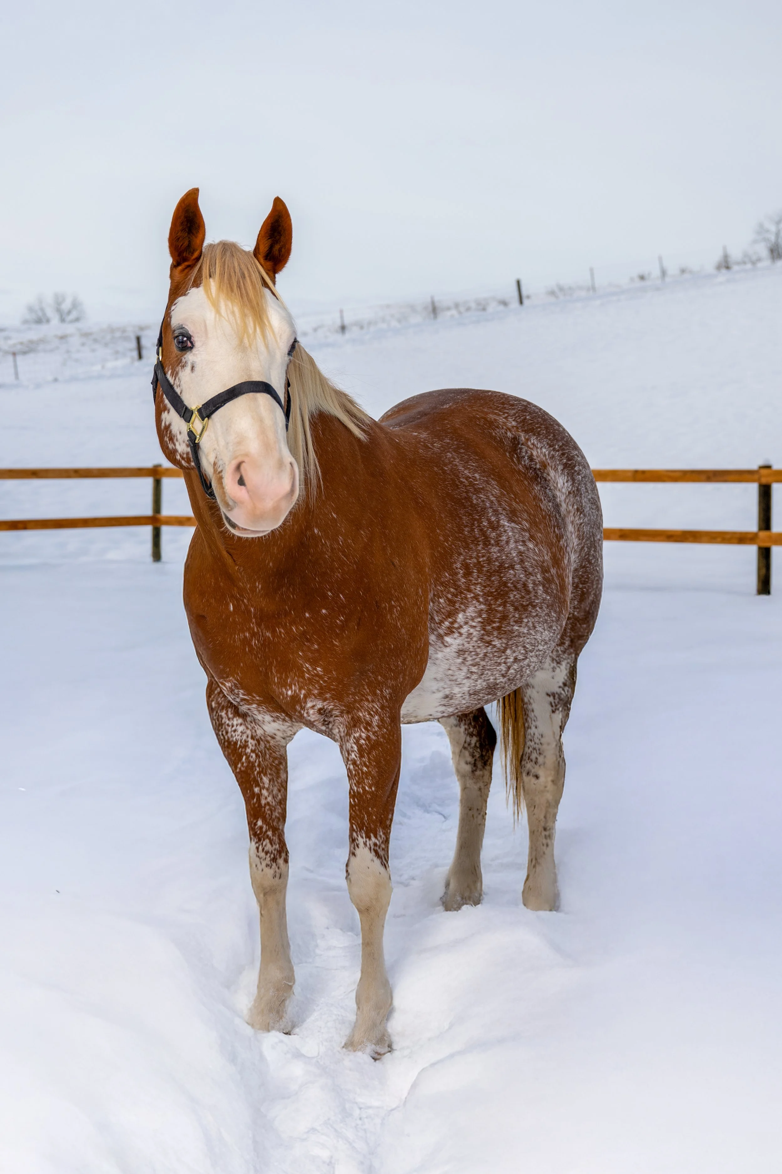 A brown and white horse standing in a snowy outdoor paddock with a fence and snow-covered hills in the background.
