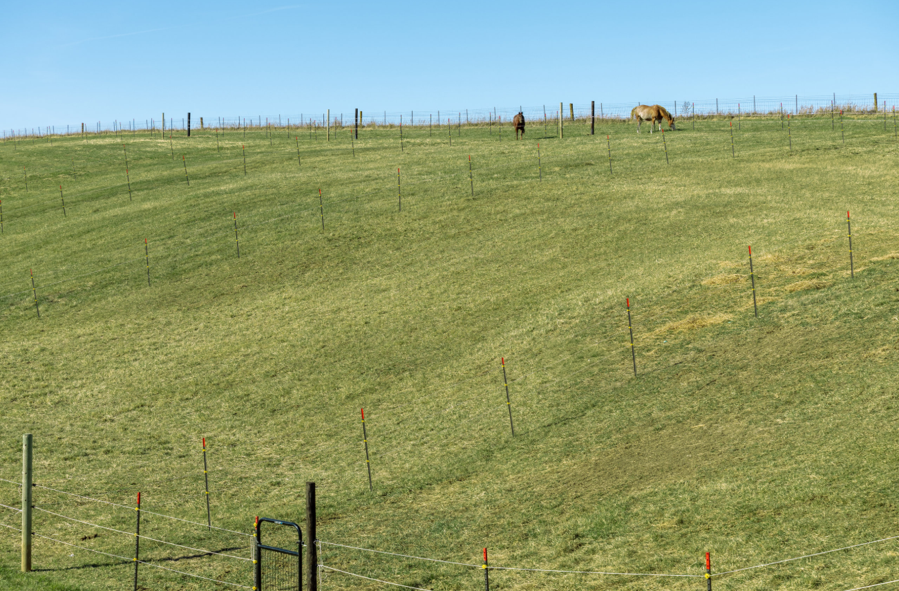 A grassy hill with a fence running across it, two horses grazing at the top of the hill, and a blue sky in the background.