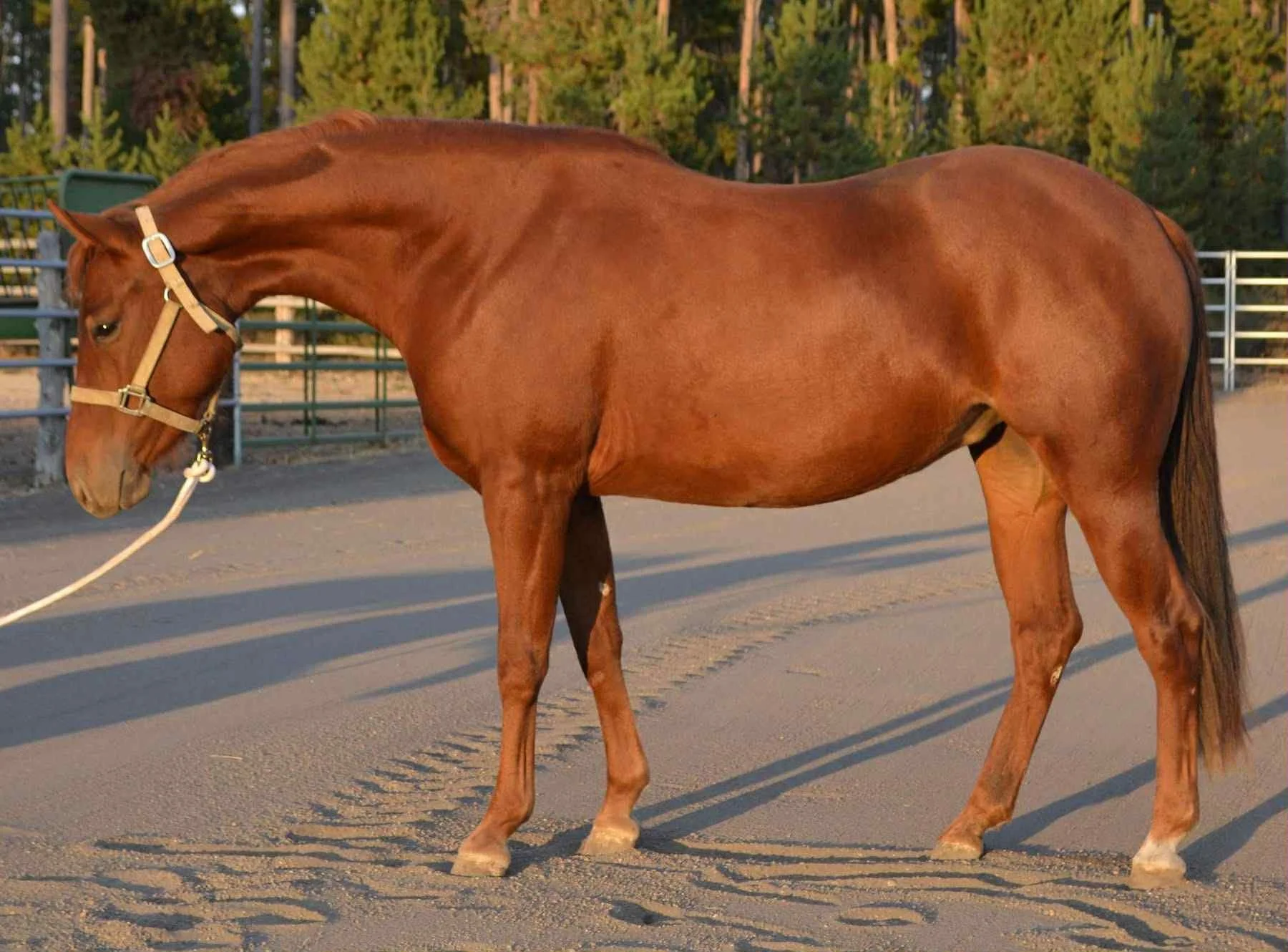 A brown horse standing on a dirt path in a paddock with trees and a fence in the background, during sunset.