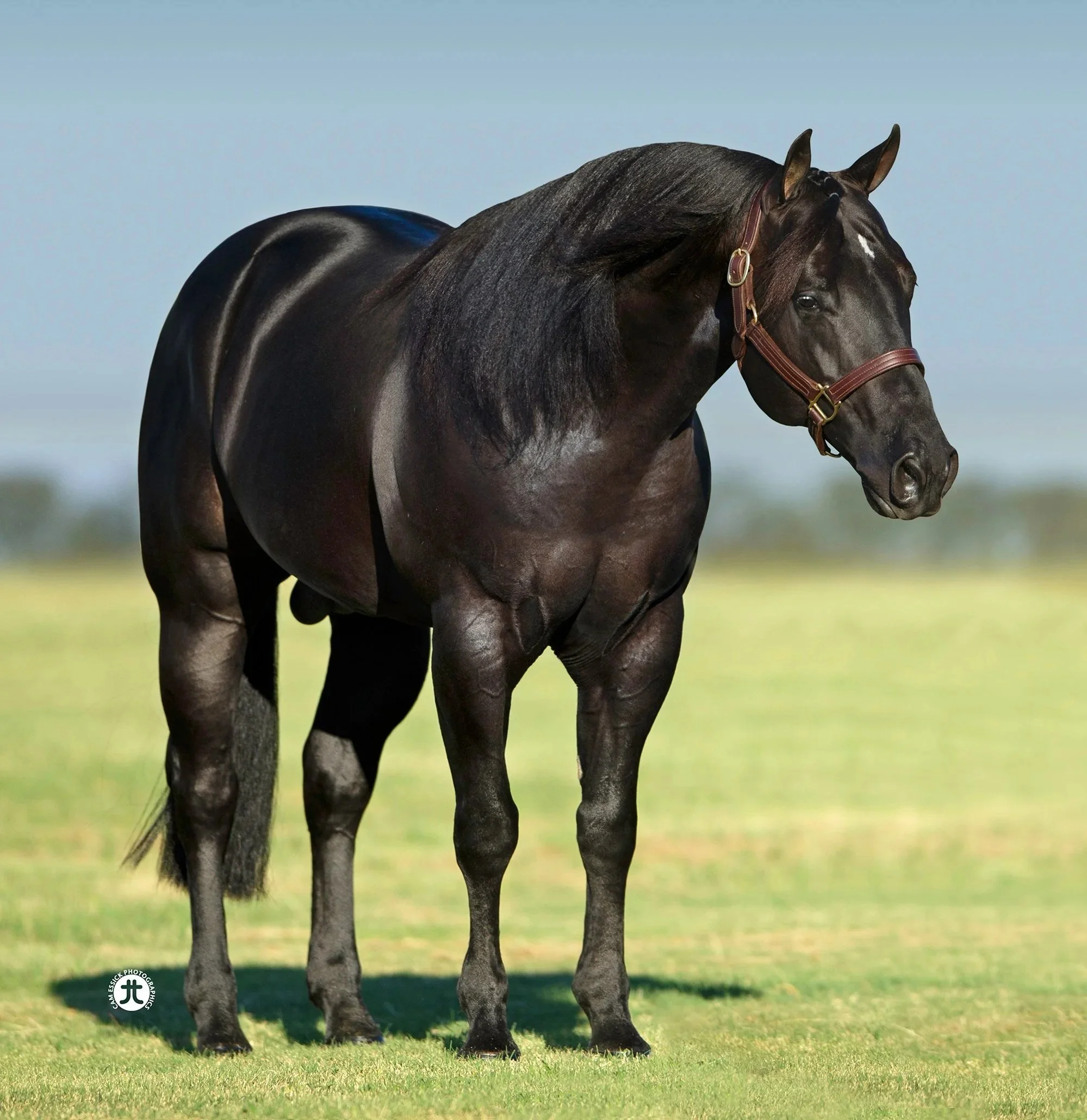 A light-colored horse with a black halter standing on a grassy field with a blurred background of trees and sky.