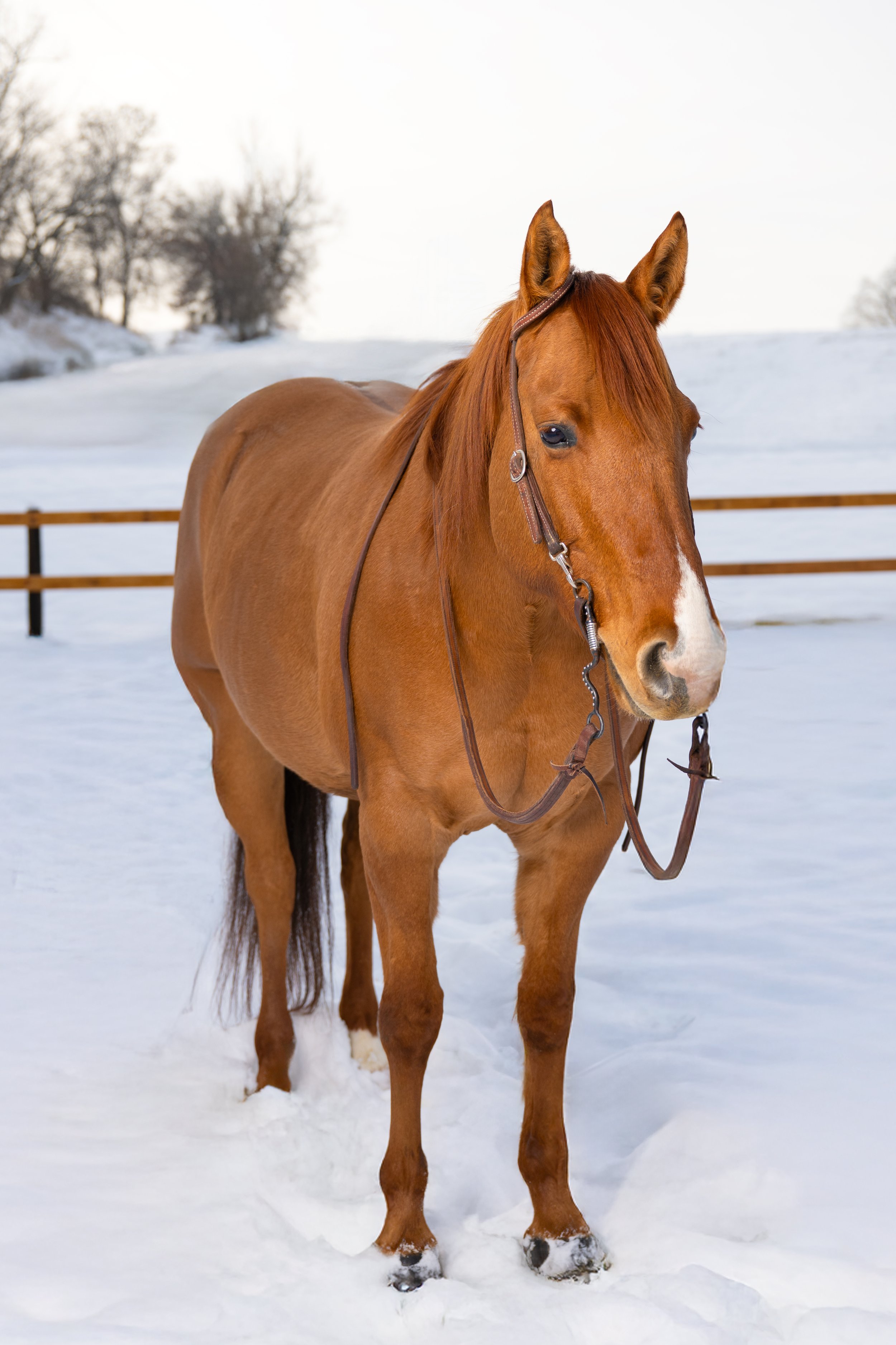 A brown horse standing on snow-covered ground with a wooden fence and trees in the background.
