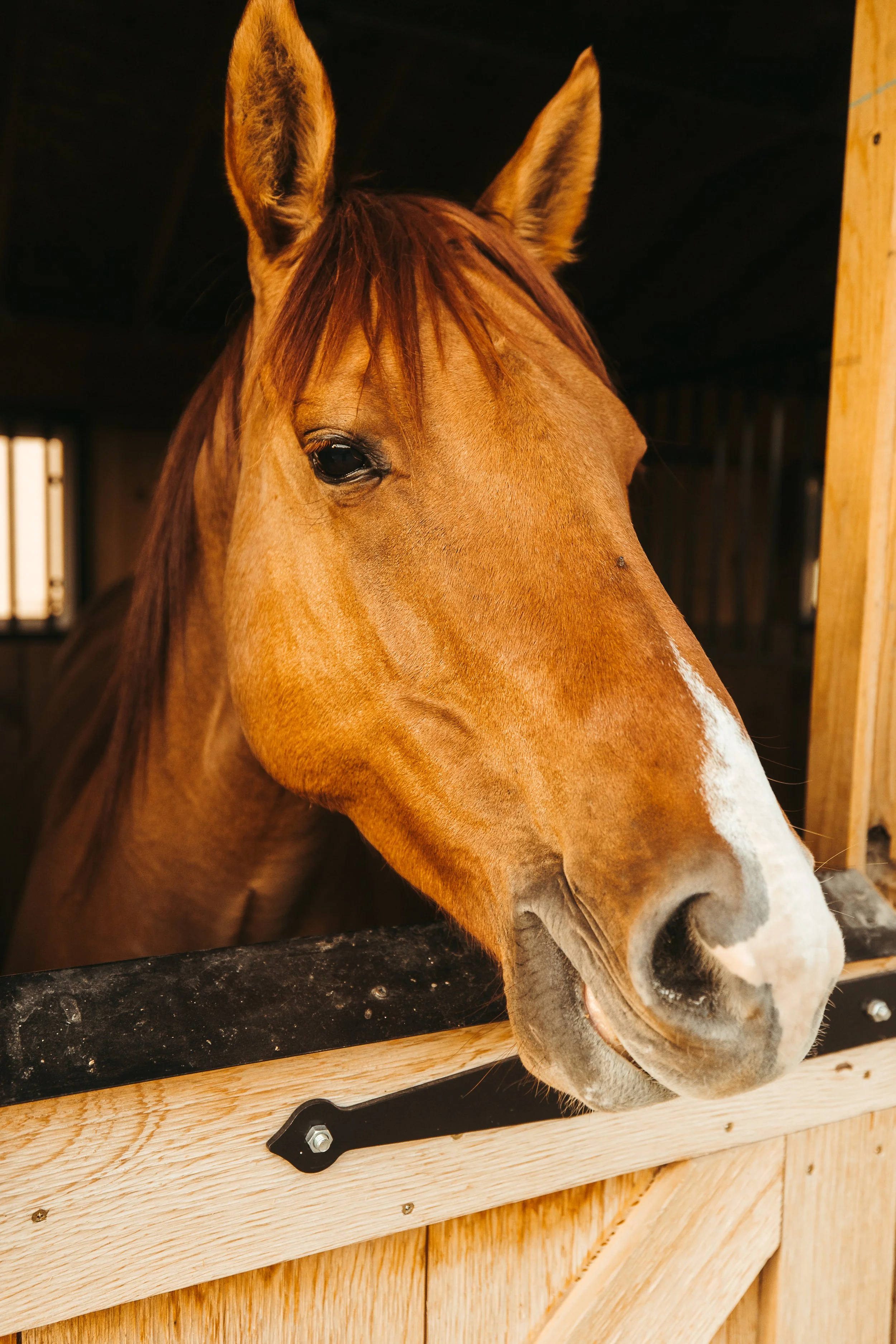 Close-up of a brown horse with a white marking on its nose, inside a stable.