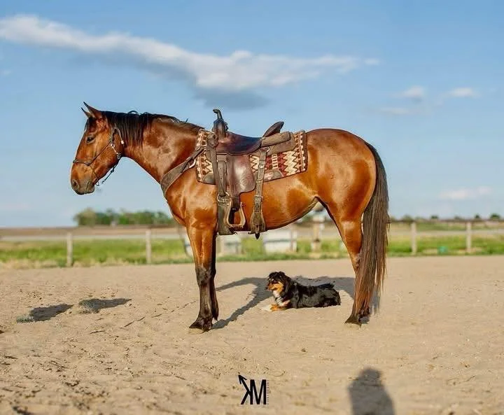 A brown horse with a saddle and saddle blanket standing on sandy ground, with a small black and tan dog lying beneath it, in a rural area with fields and a blue sky in the background.