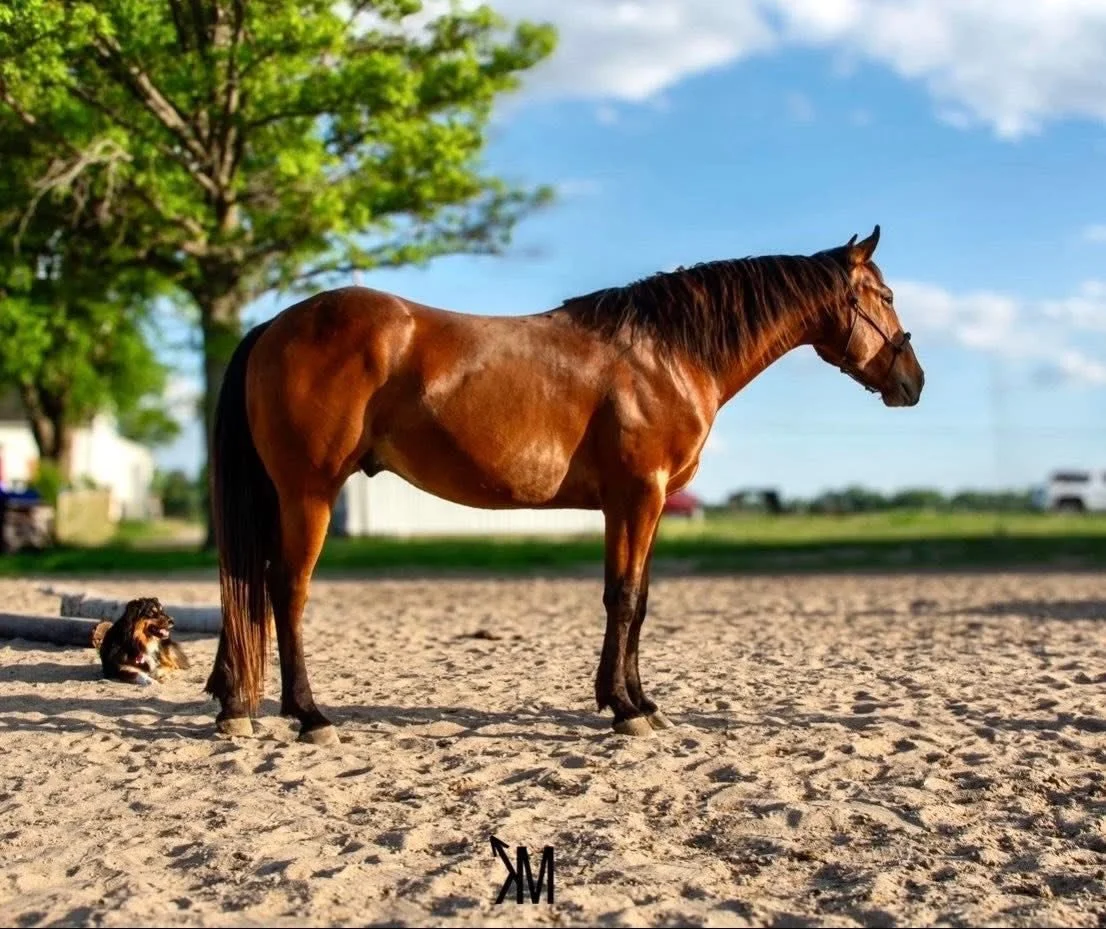 A brown horse standing on sandy ground with a small dog lying nearby, green trees in the background, and a partly cloudy blue sky.