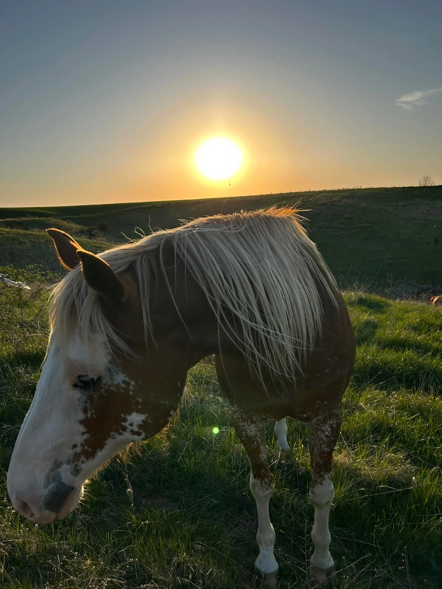 A horse with a spotted face and white mane grazing in a green field during sunset.