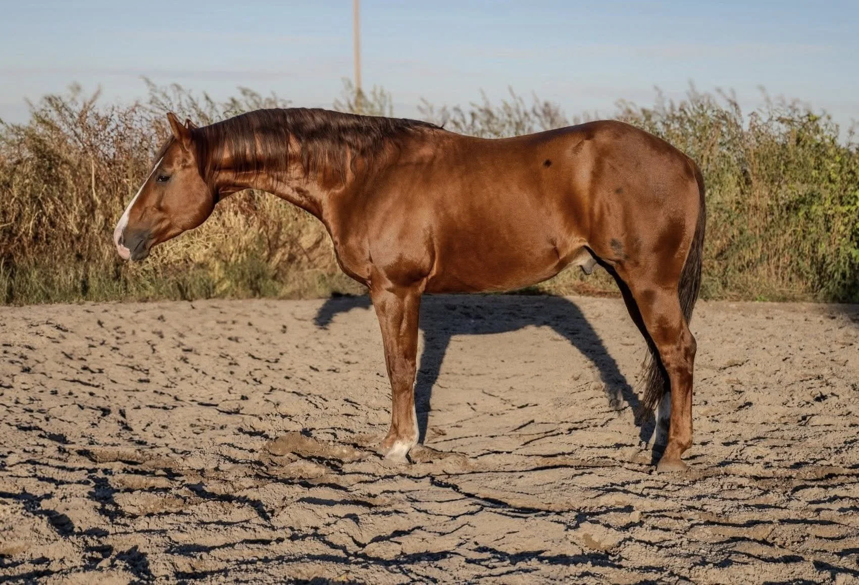 A light-colored horse with a black halter standing on a grassy field with a blurred background of trees and sky.