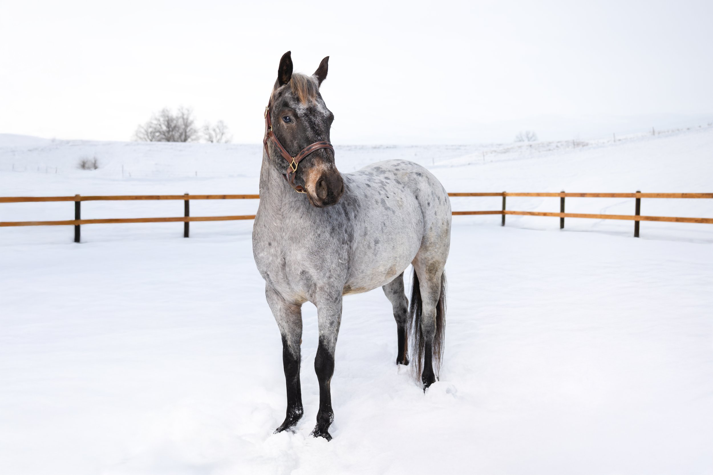 A gray and black spotted horse standing in a snowy field with a wooden fence and snow-covered hills in the background.