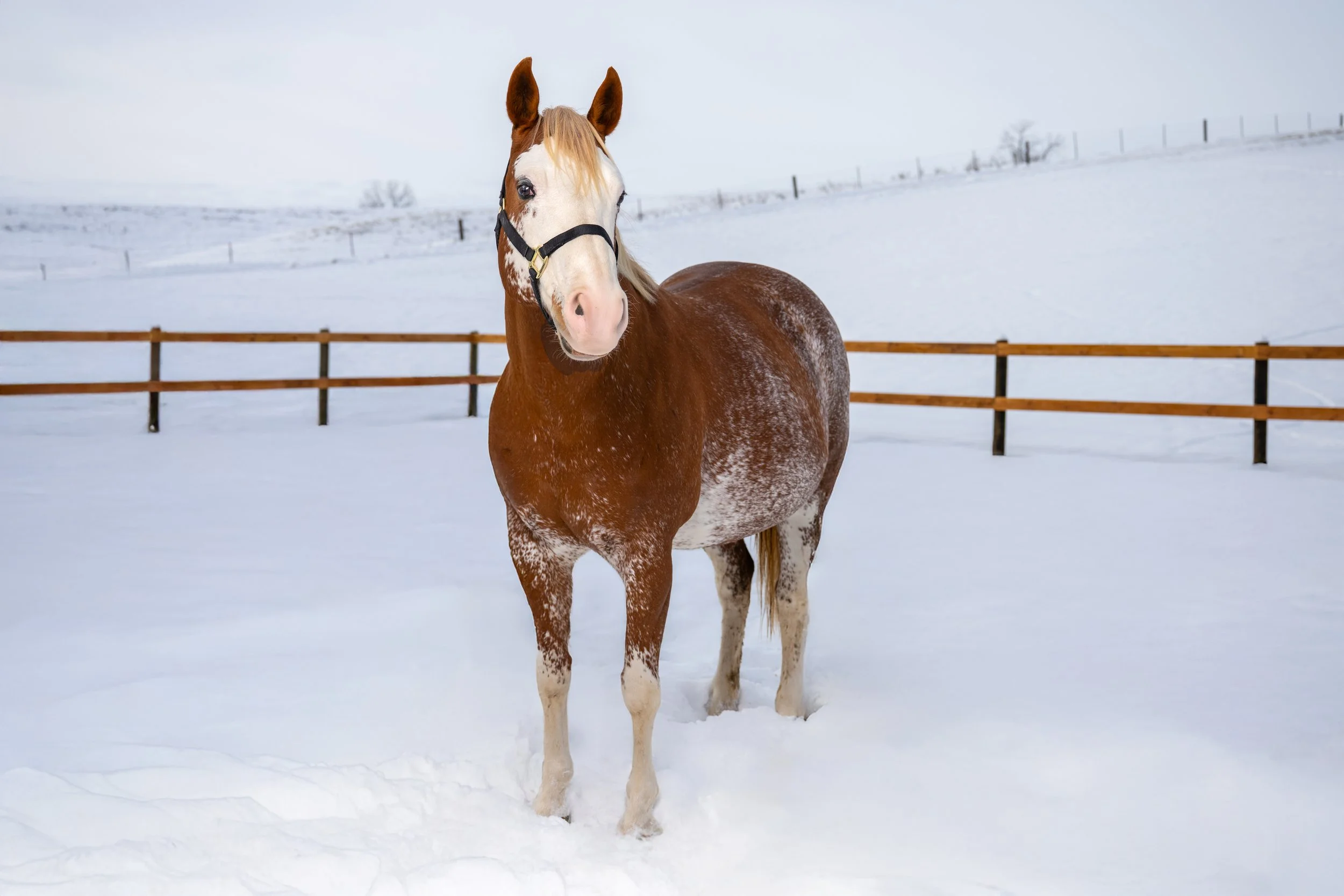 A brown and white horse standing in snow-covered field with a wooden fence and snowy hills in the background.