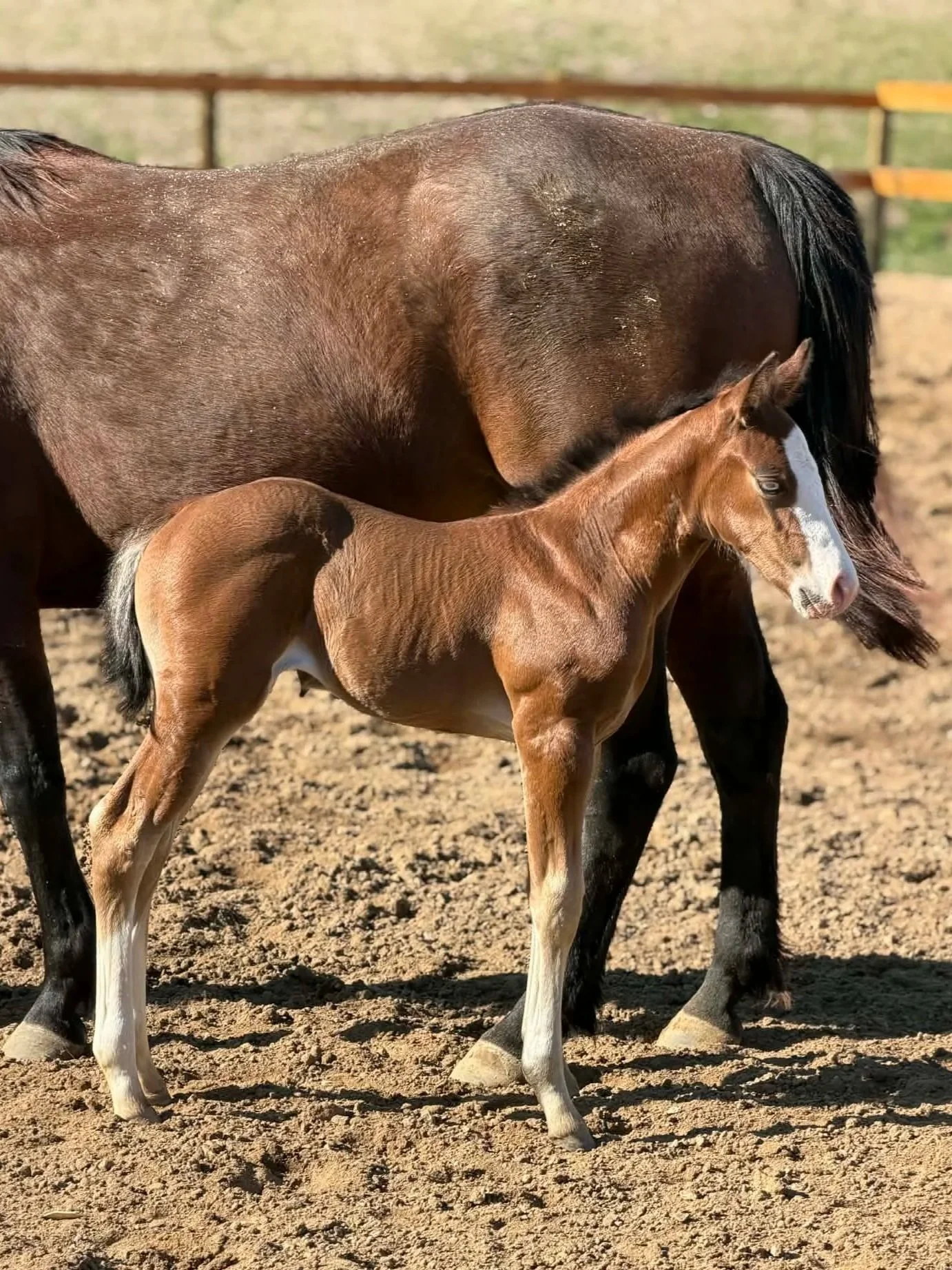 2026 APHA/AQHA/PtHA Filly