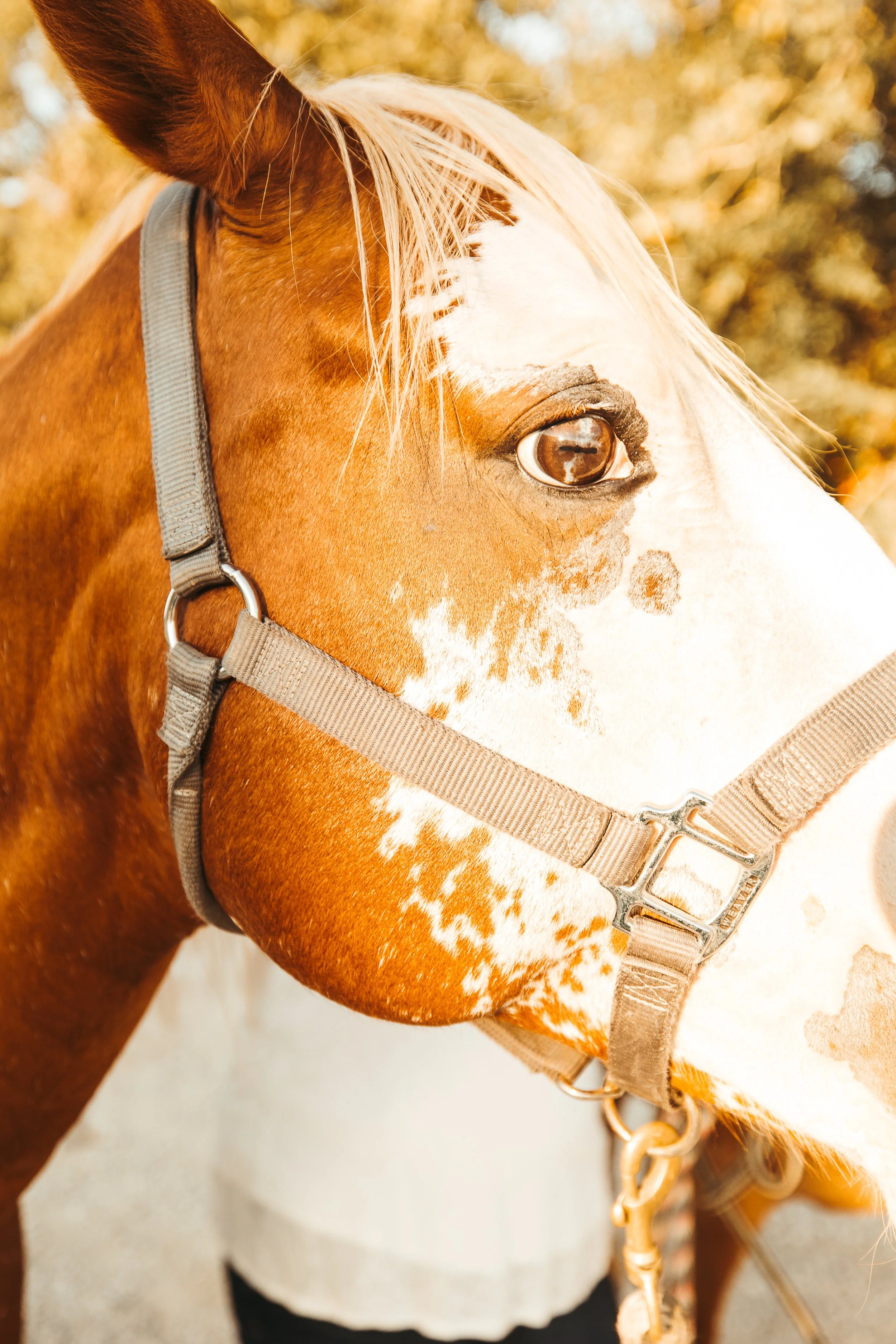 Close-up of a brown and white pinto horse with a halter, outdoors during fall.